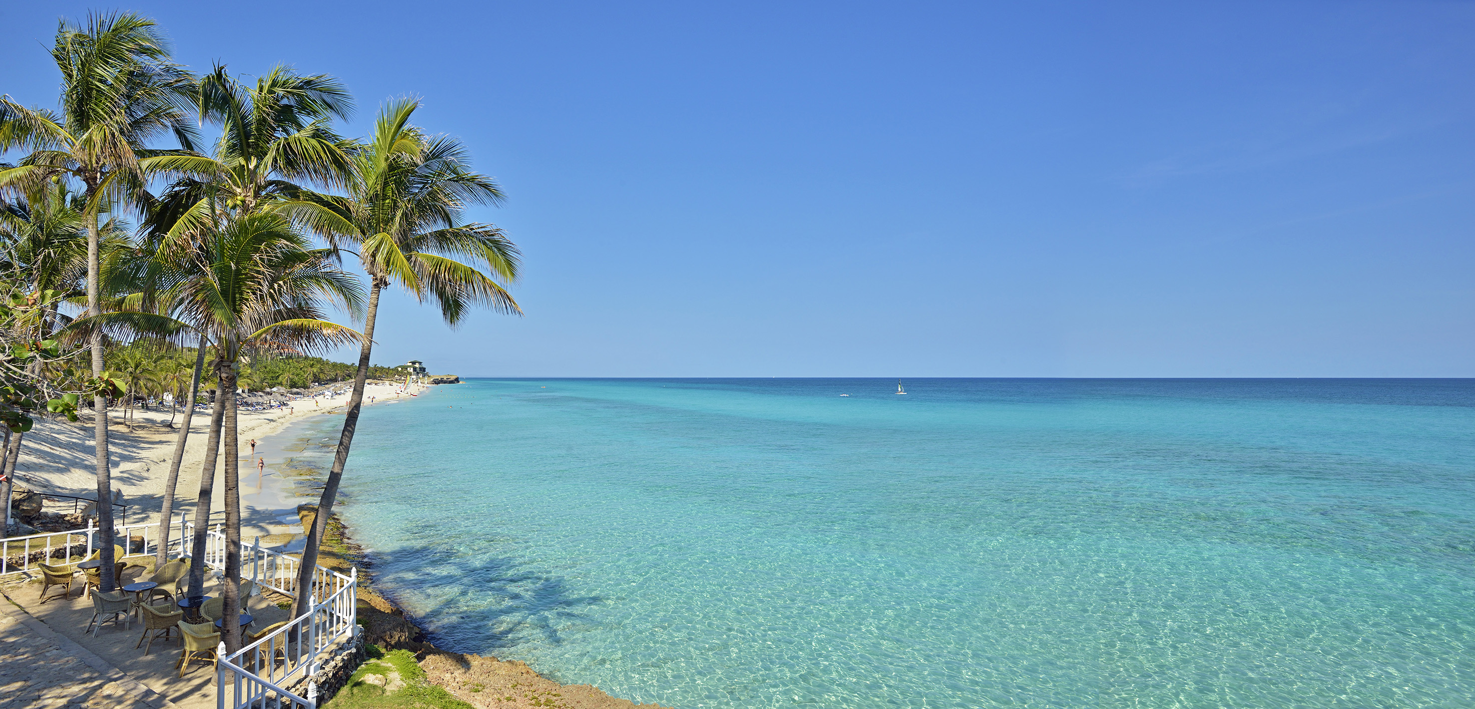 a palm tree on a beach