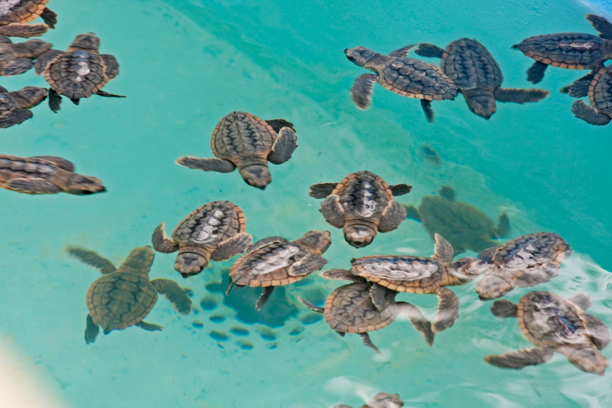 a group of baby turtles swimming in water