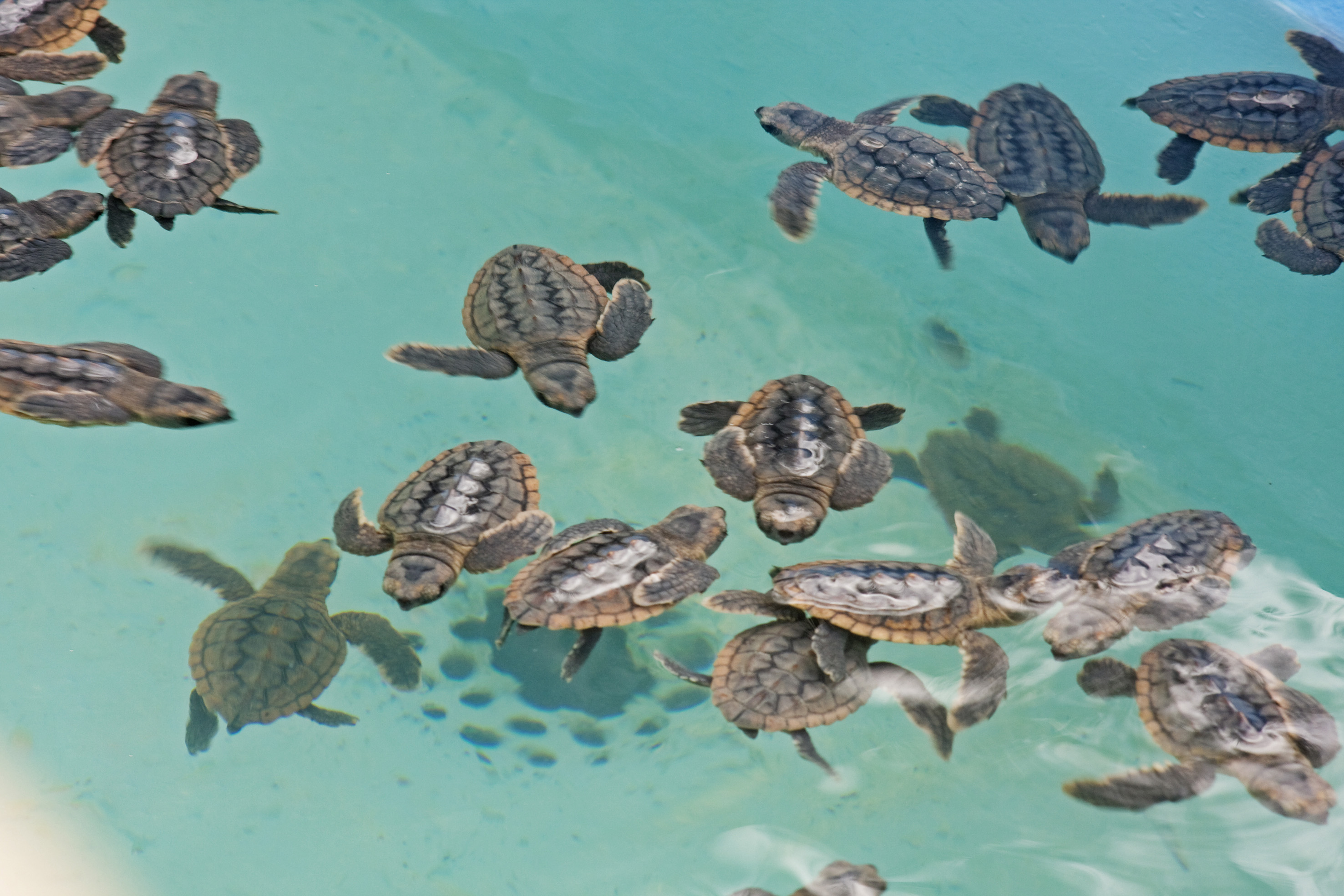 a group of baby turtles swimming in water