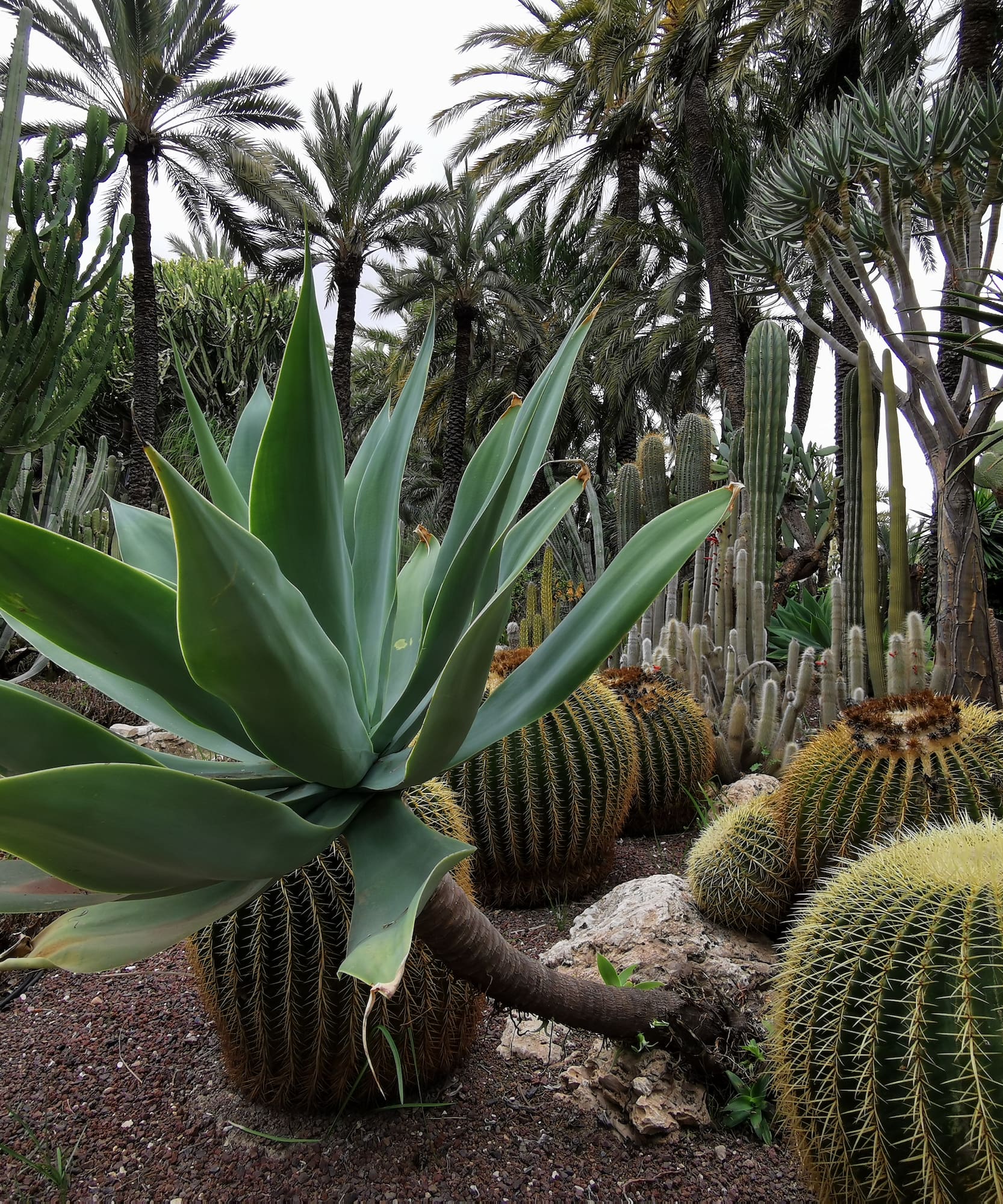 a group of cactus plants
