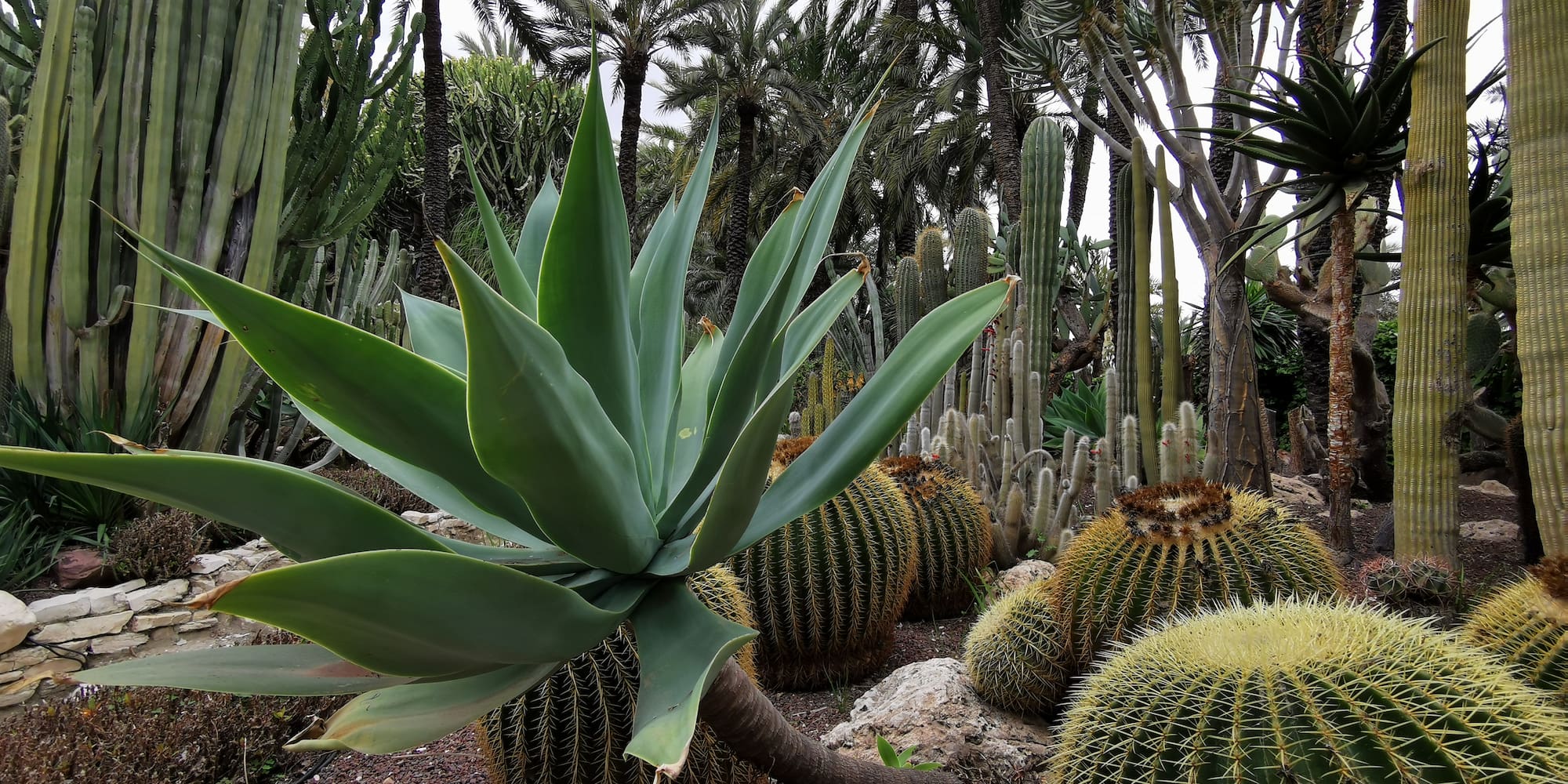a group of cactus plants