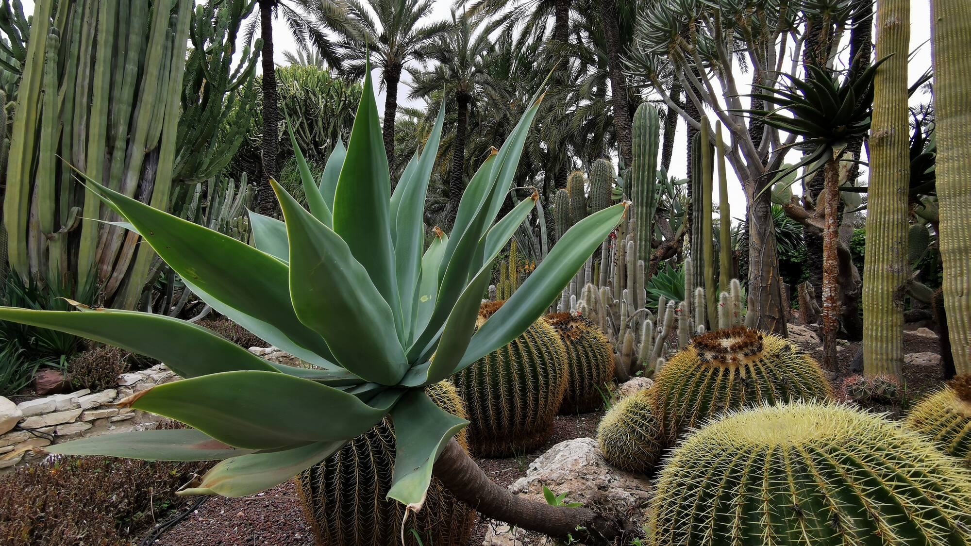 a group of cactus plants