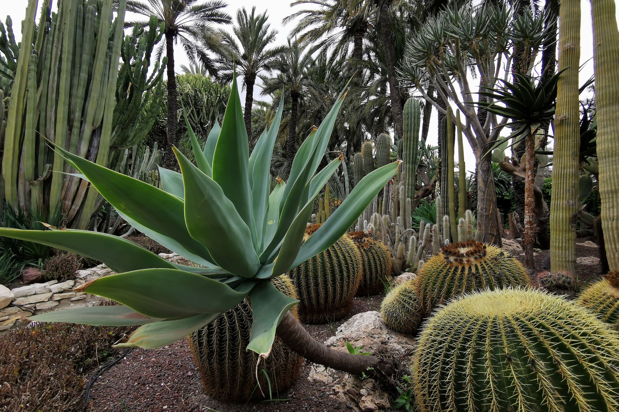 a group of cactus plants
