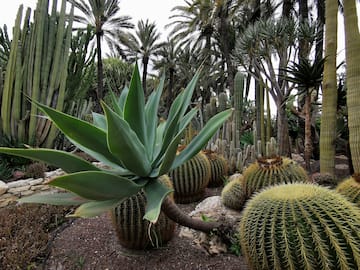 a group of cactus plants
