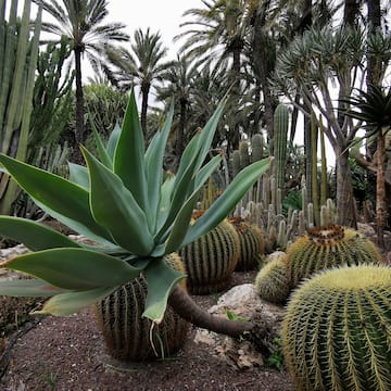 a group of cactus plants