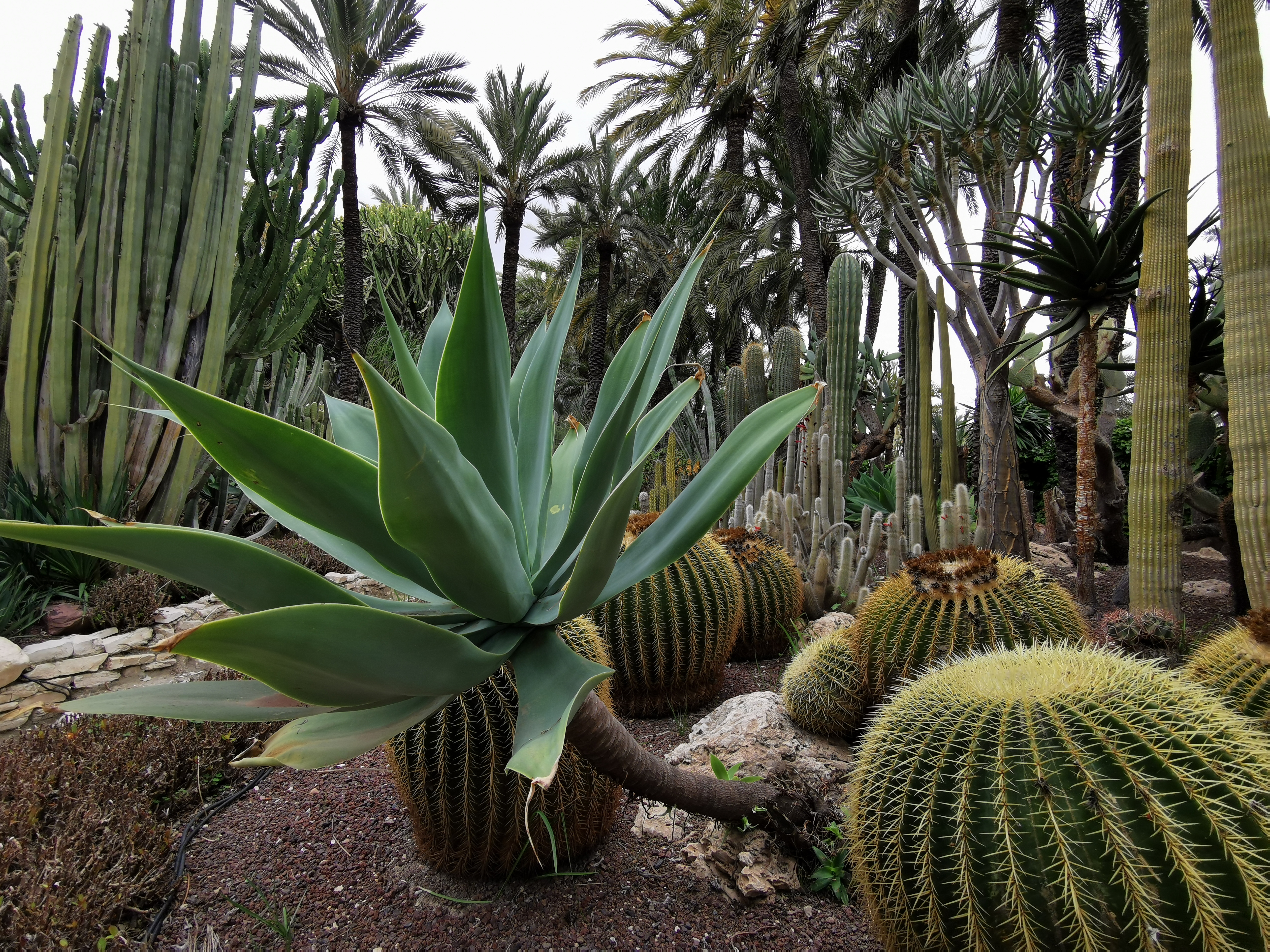 Agave and barrel cacti, with tall columnar cacti and palm trees in a succulent garden.
