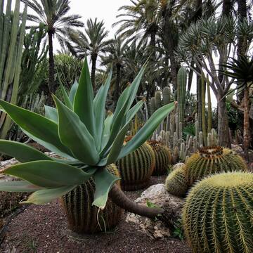 a group of cactus plants