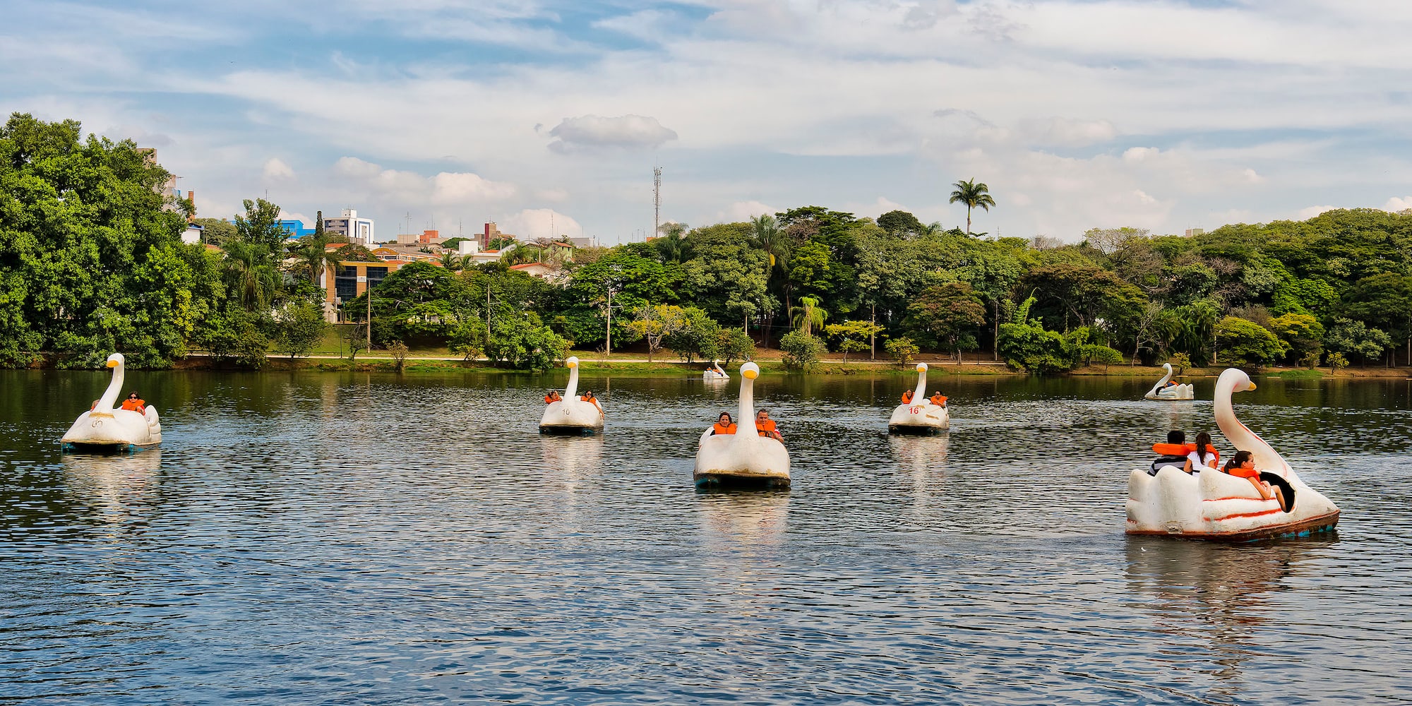 a group of ducks floating on water