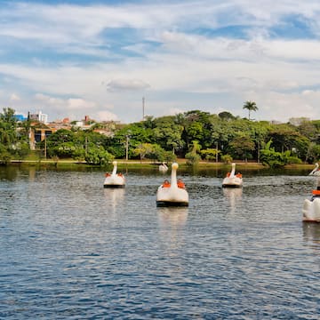 a group of ducks floating on water