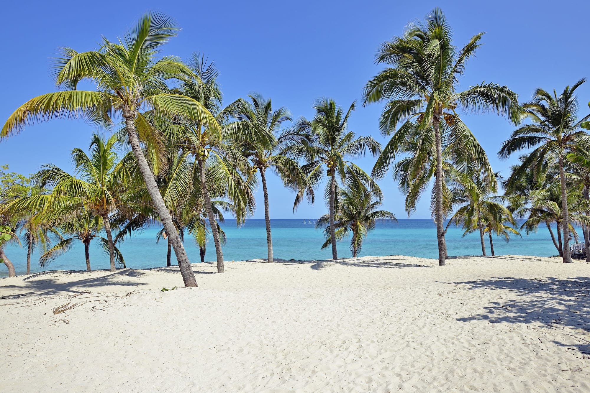 a beach with palm trees and blue water