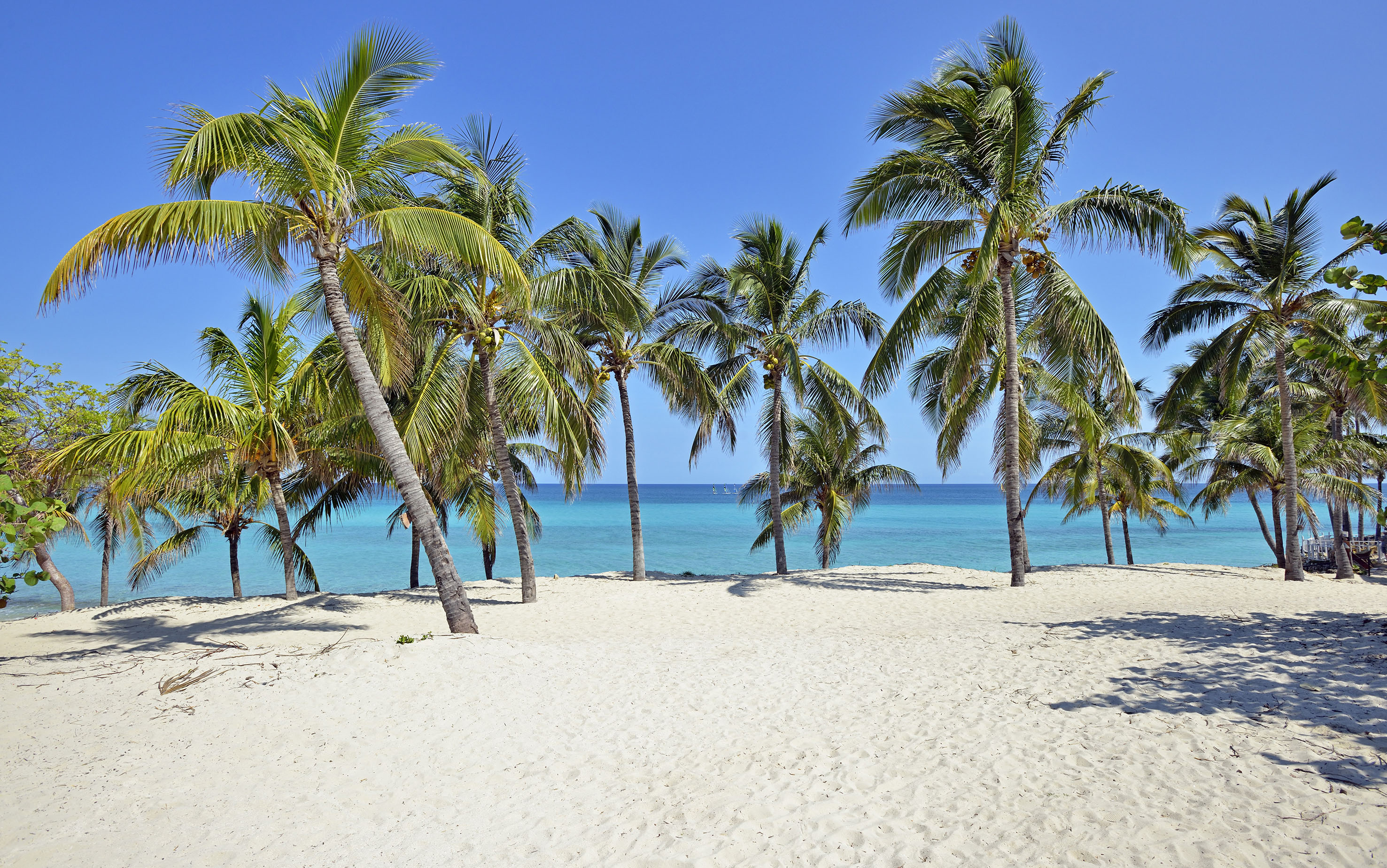 a beach with palm trees and blue water
