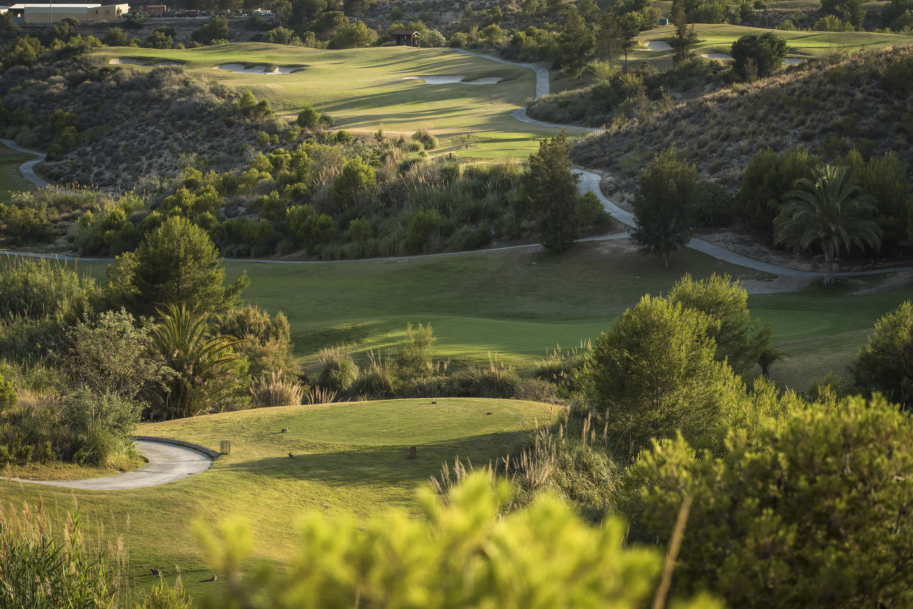 a golf course with trees and a path