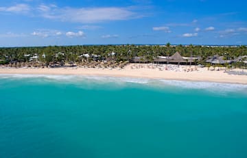 a palm tree on a beach