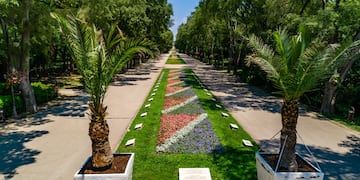 a long walkway with palm trees and flowers
