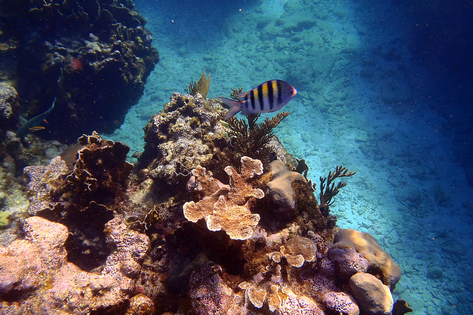 a fish swimming near coral