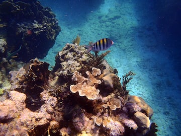 a fish swimming near coral