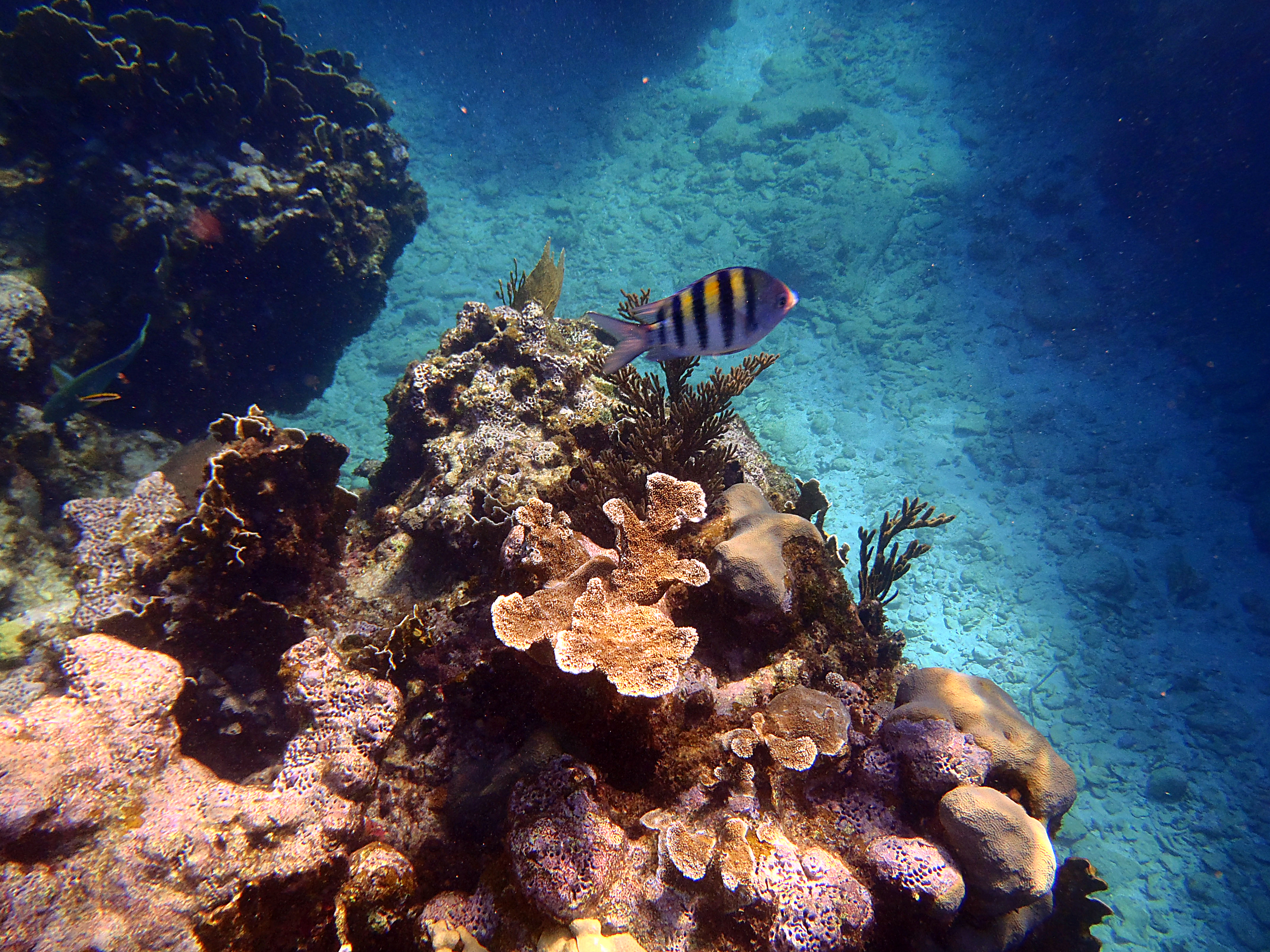 a fish swimming near coral