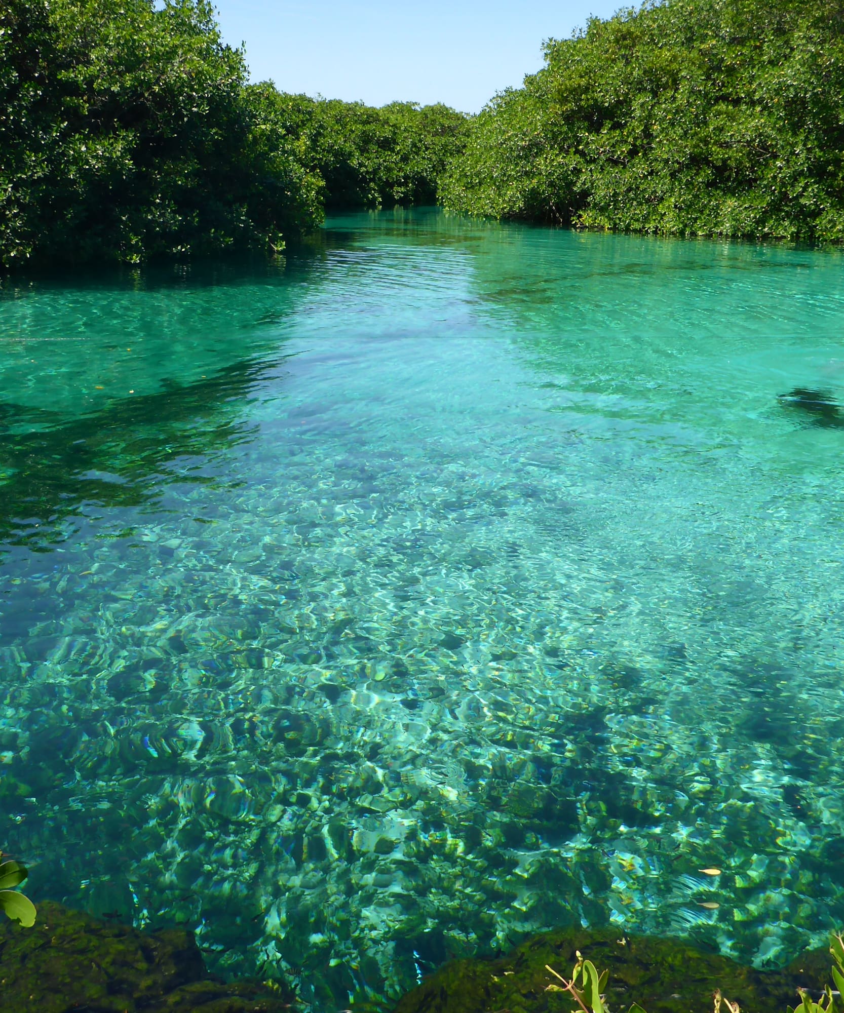Canal de manglares con agua turquesa cristalina y fondo visible.