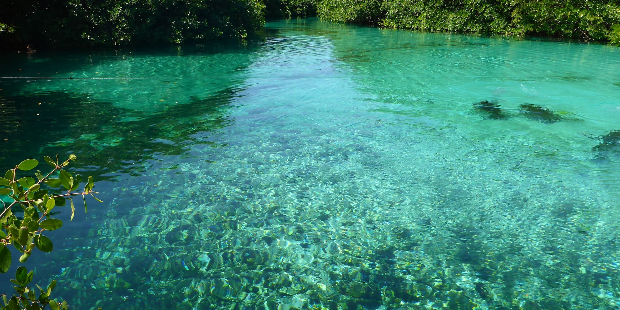 Río de agua turquesa cristalina rodeado de exuberantes manglares.