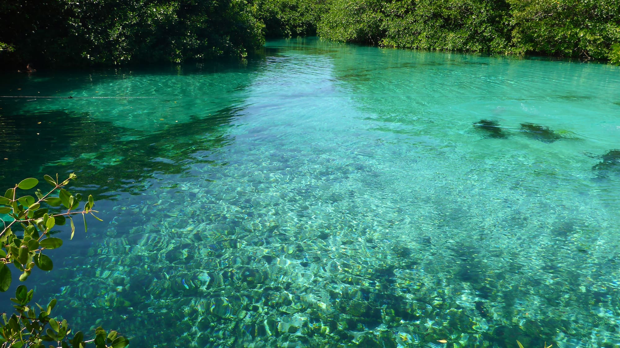 a clear blue water with trees around it