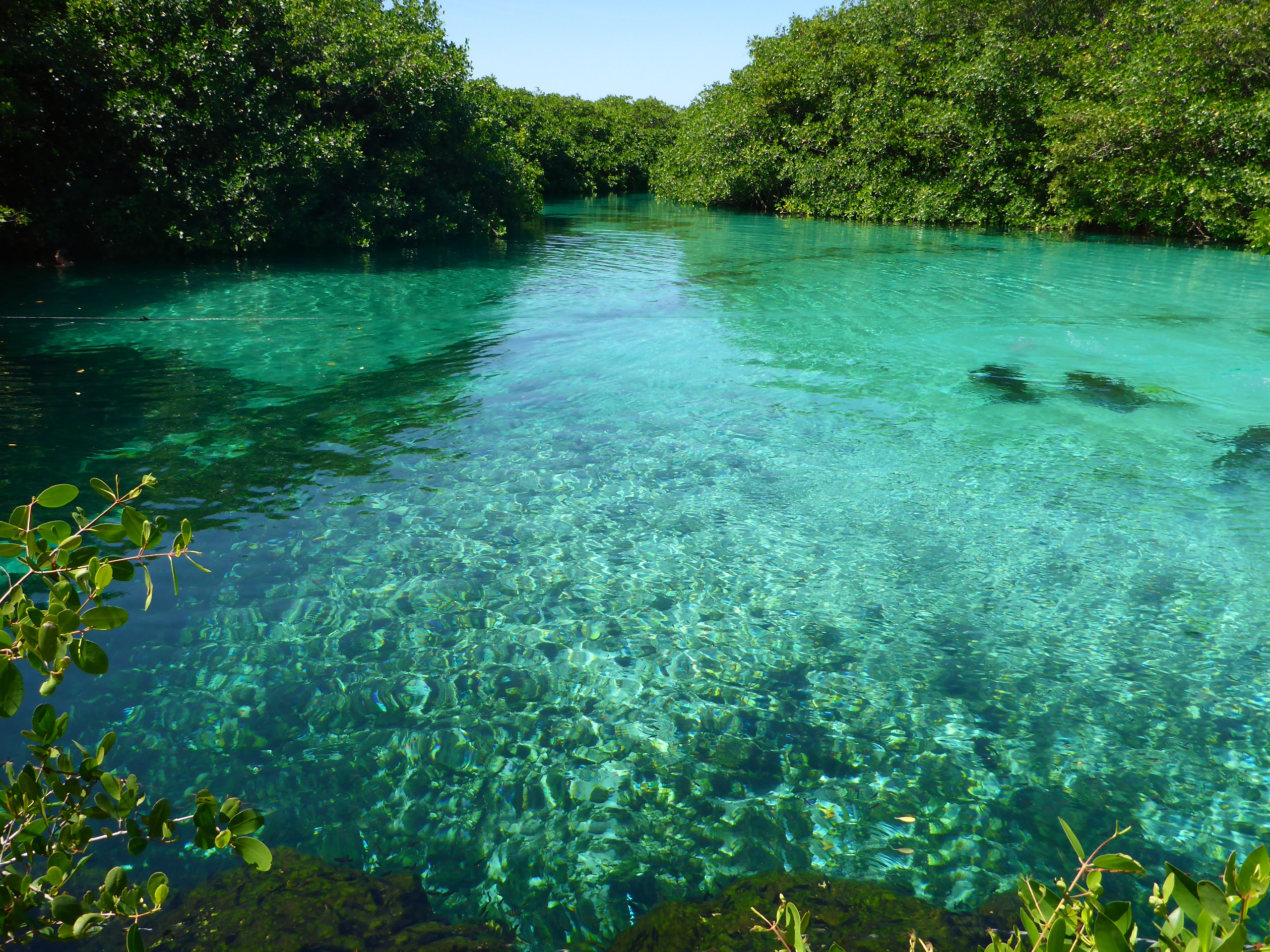 a clear blue water with trees around it