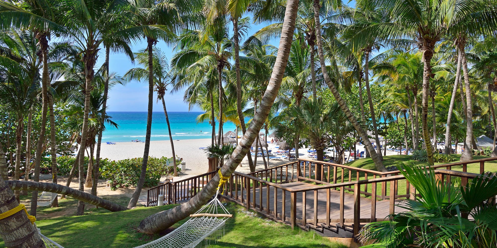 a hammock between palm trees and a beach