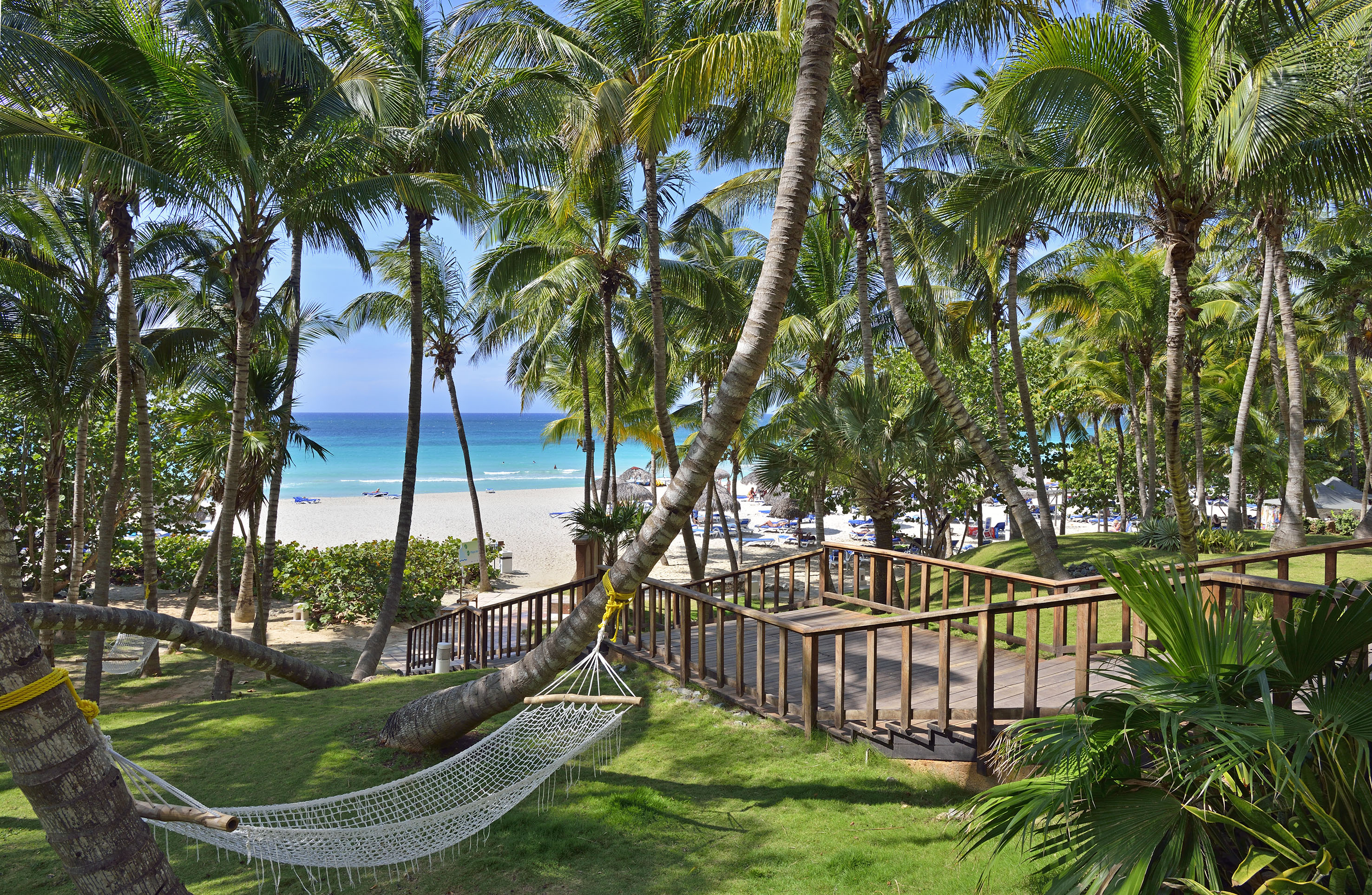 a hammock between palm trees and a beach