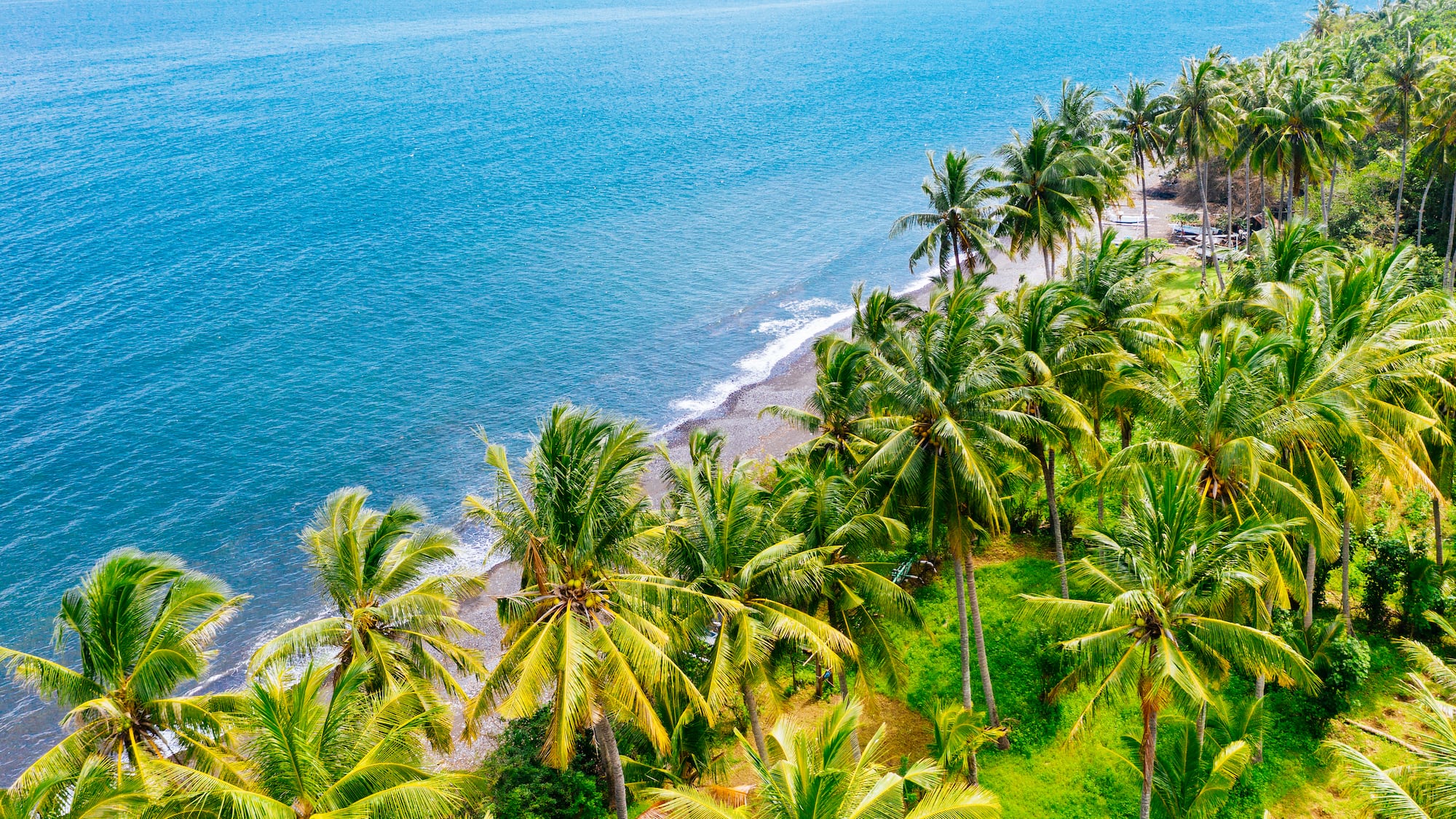 a beach with palm trees and a body of water