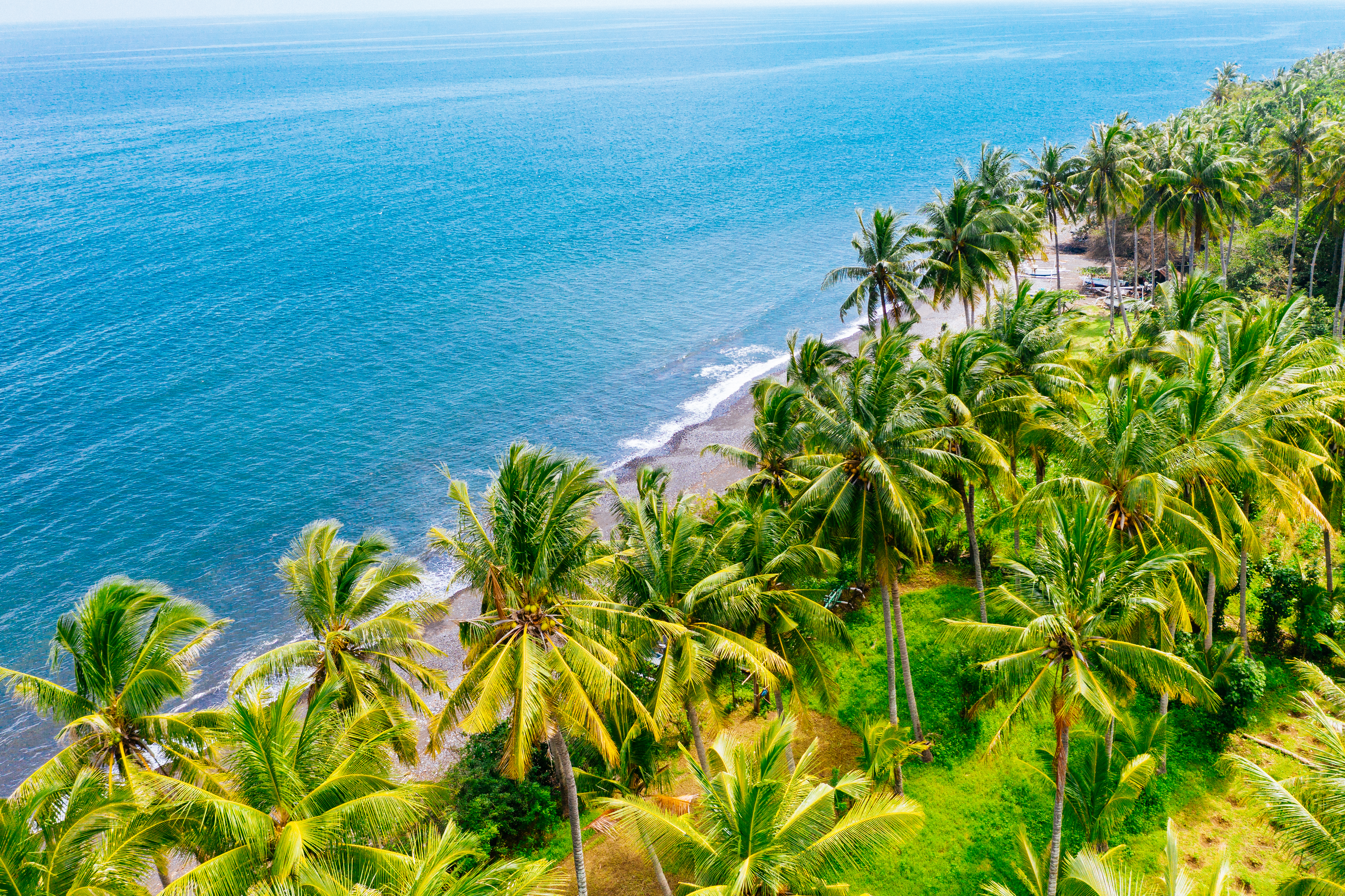 a beach with palm trees and a body of water