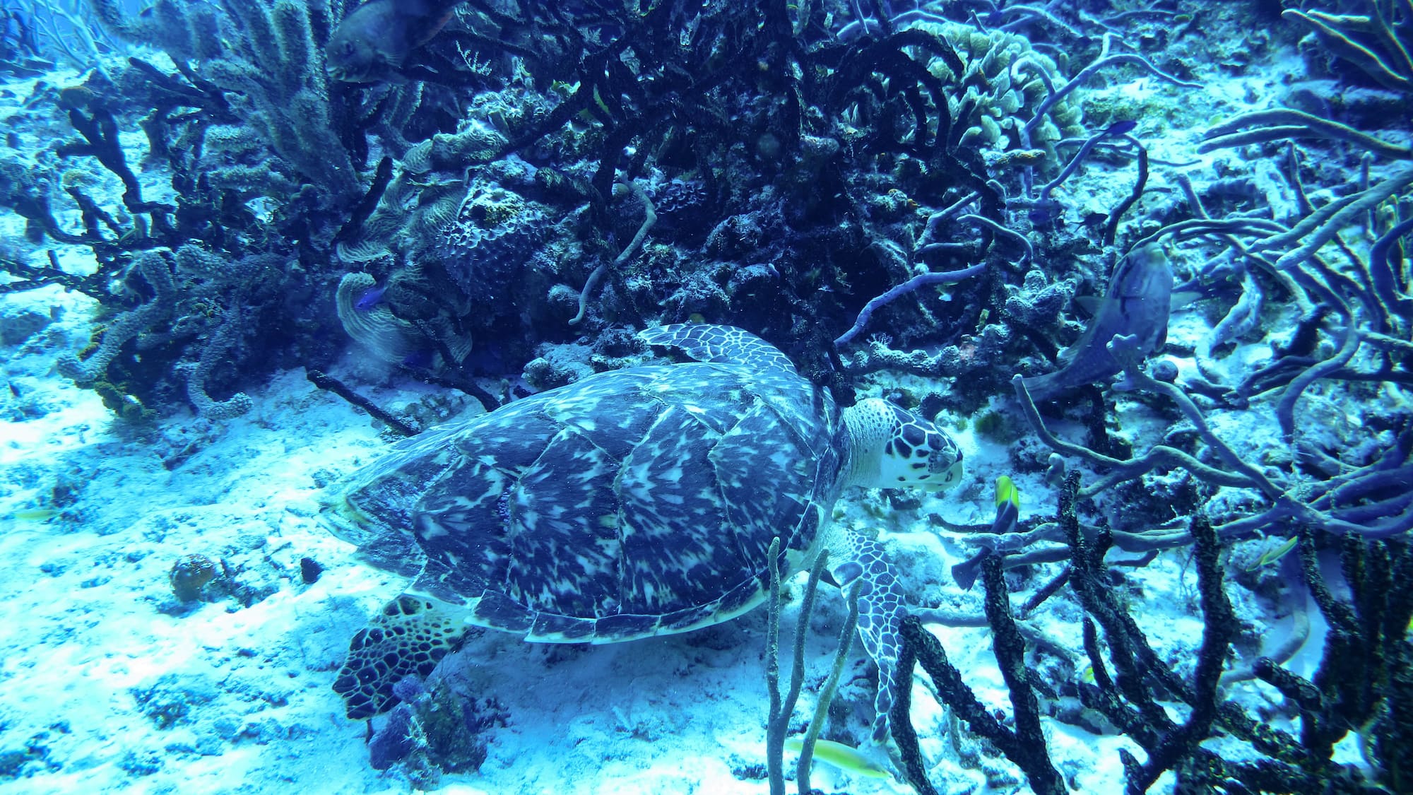 a turtle swimming in the ocean