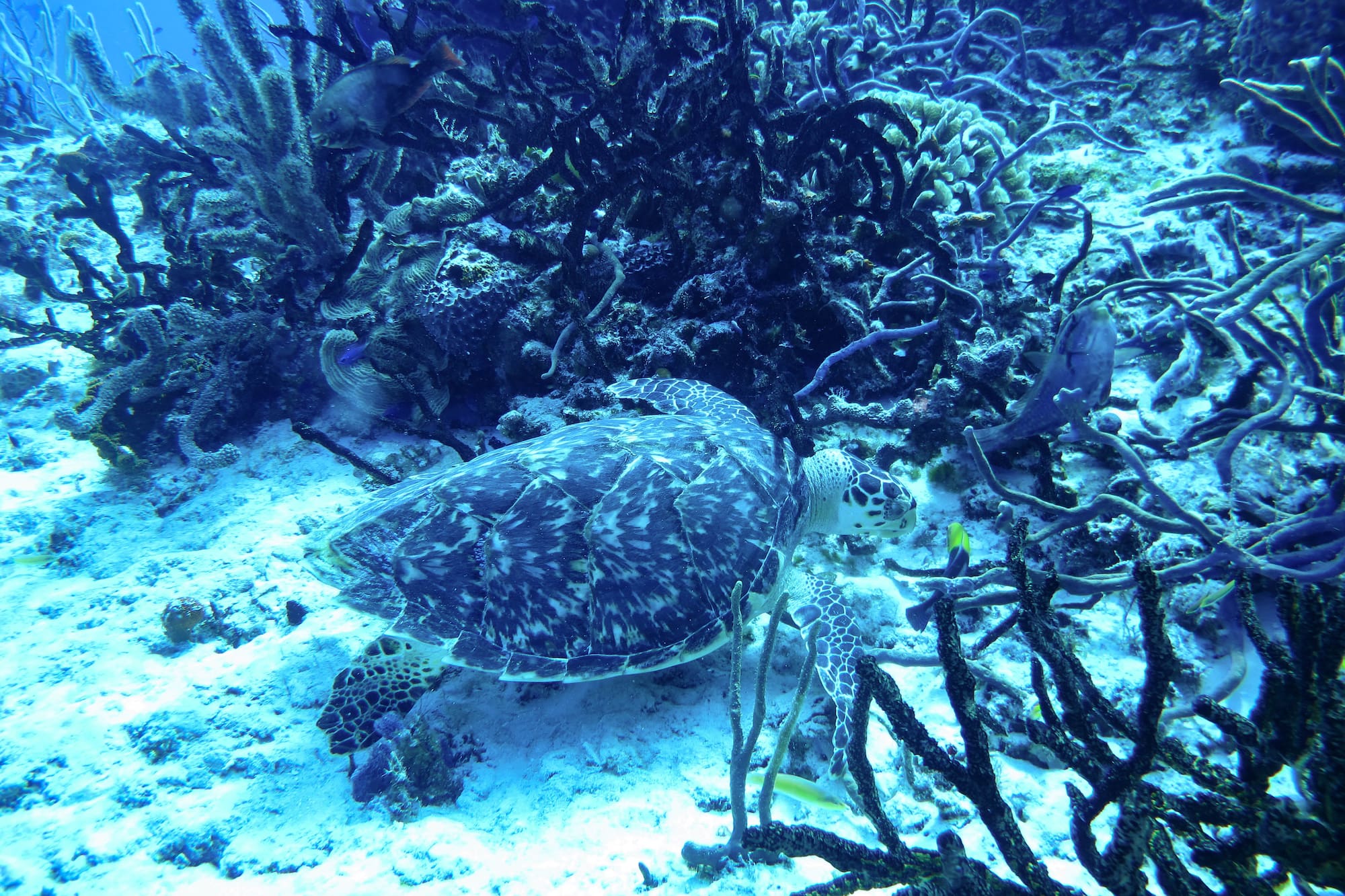 a turtle swimming in the ocean