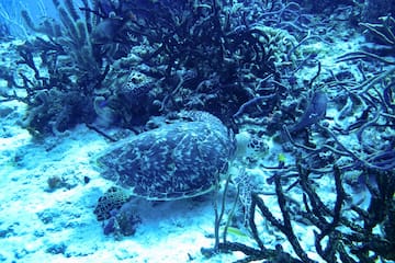 a turtle swimming in the ocean