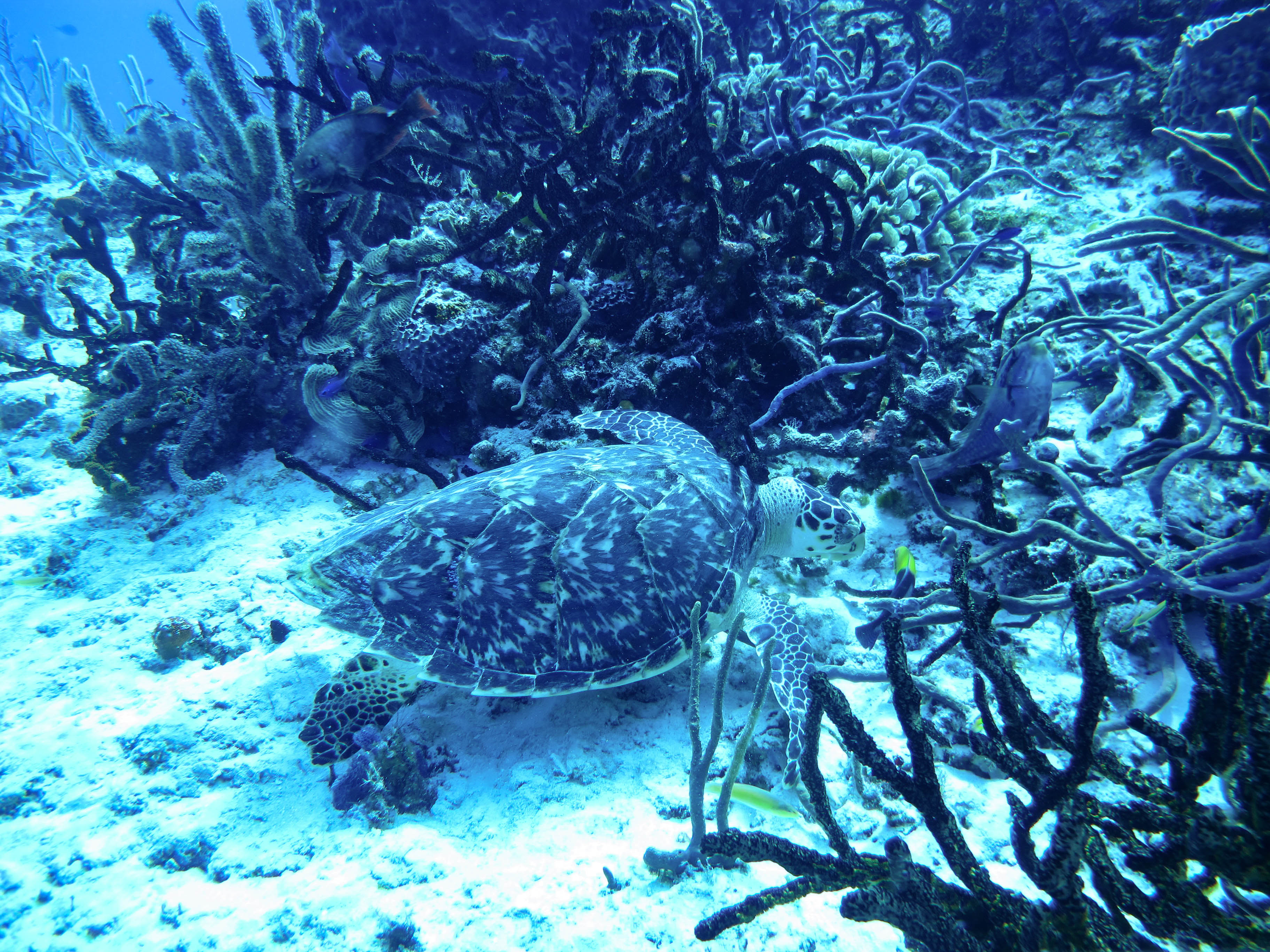a turtle swimming in the ocean