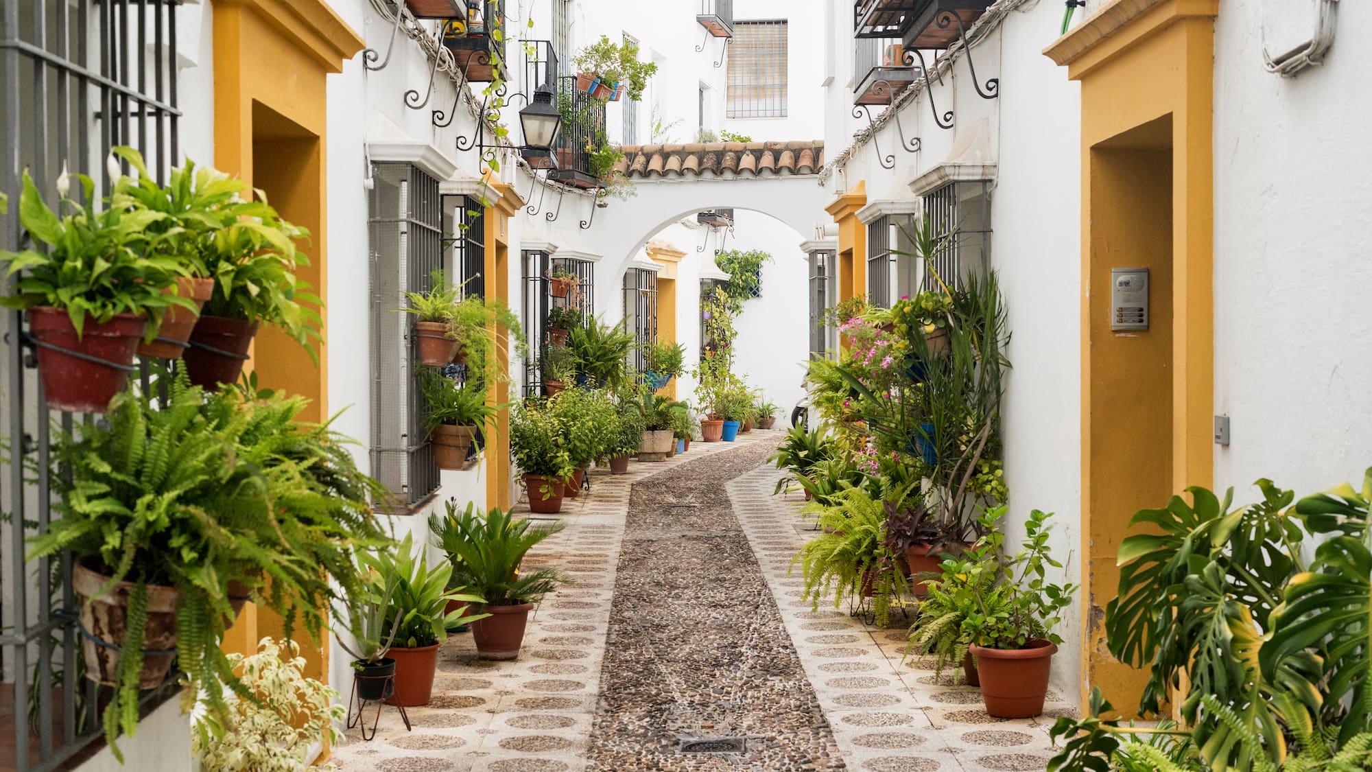 a courtyard with plants and a stone path