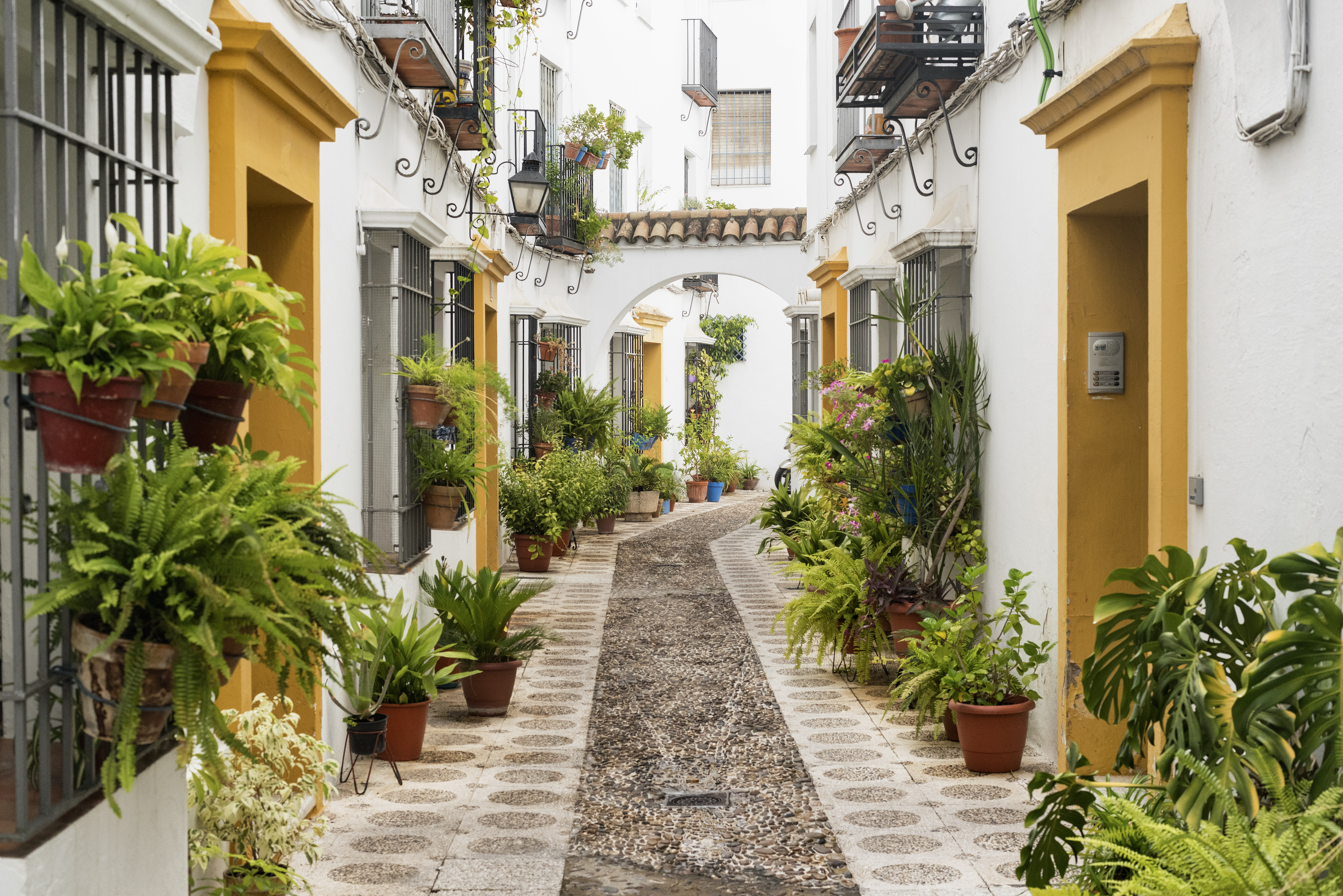 a courtyard with plants and a stone path