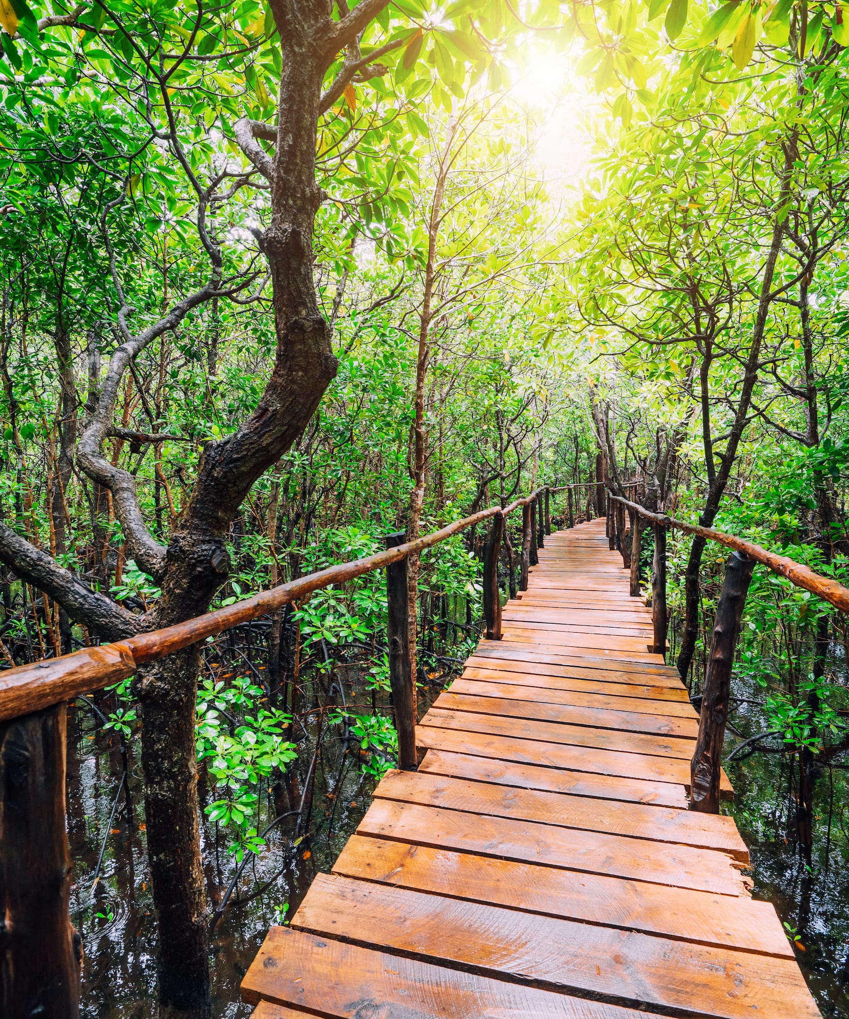 Wooden boardwalk through a sunlit, lush green mangrove forest.