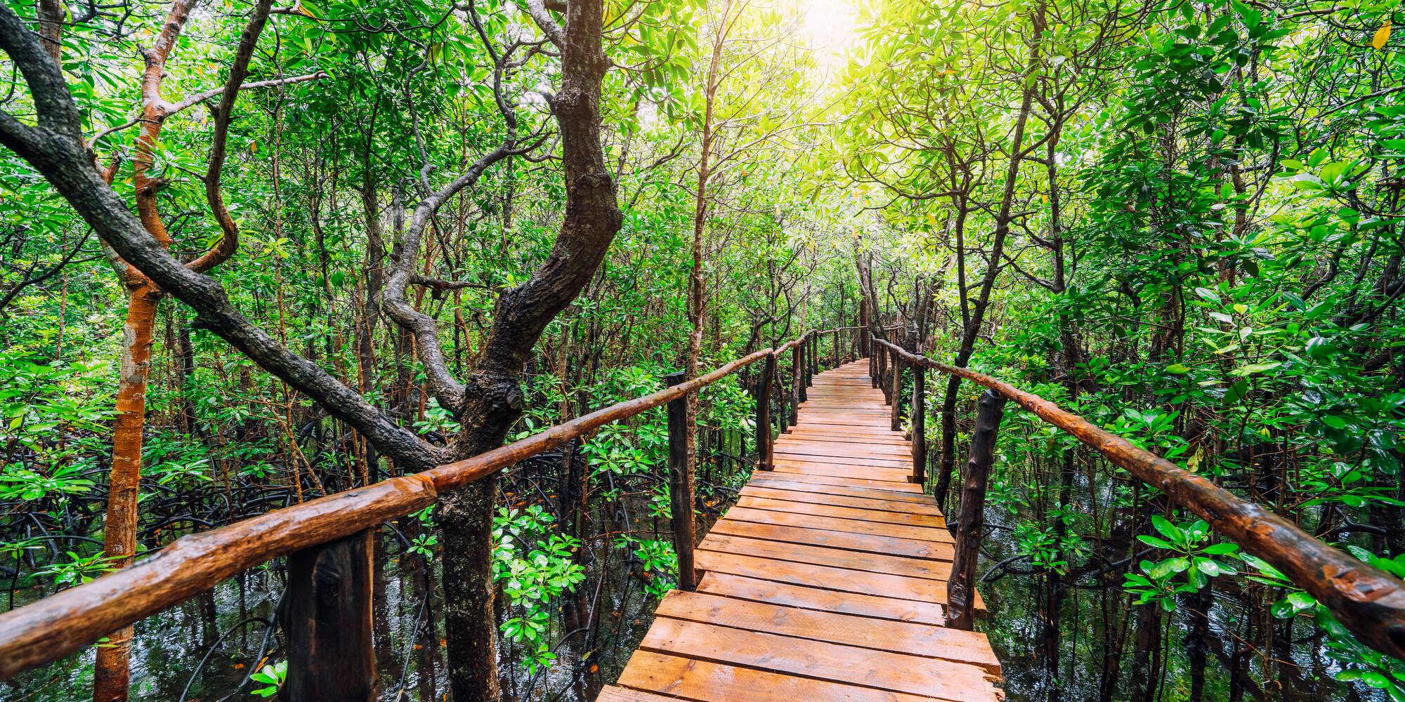 a wooden bridge in a forest