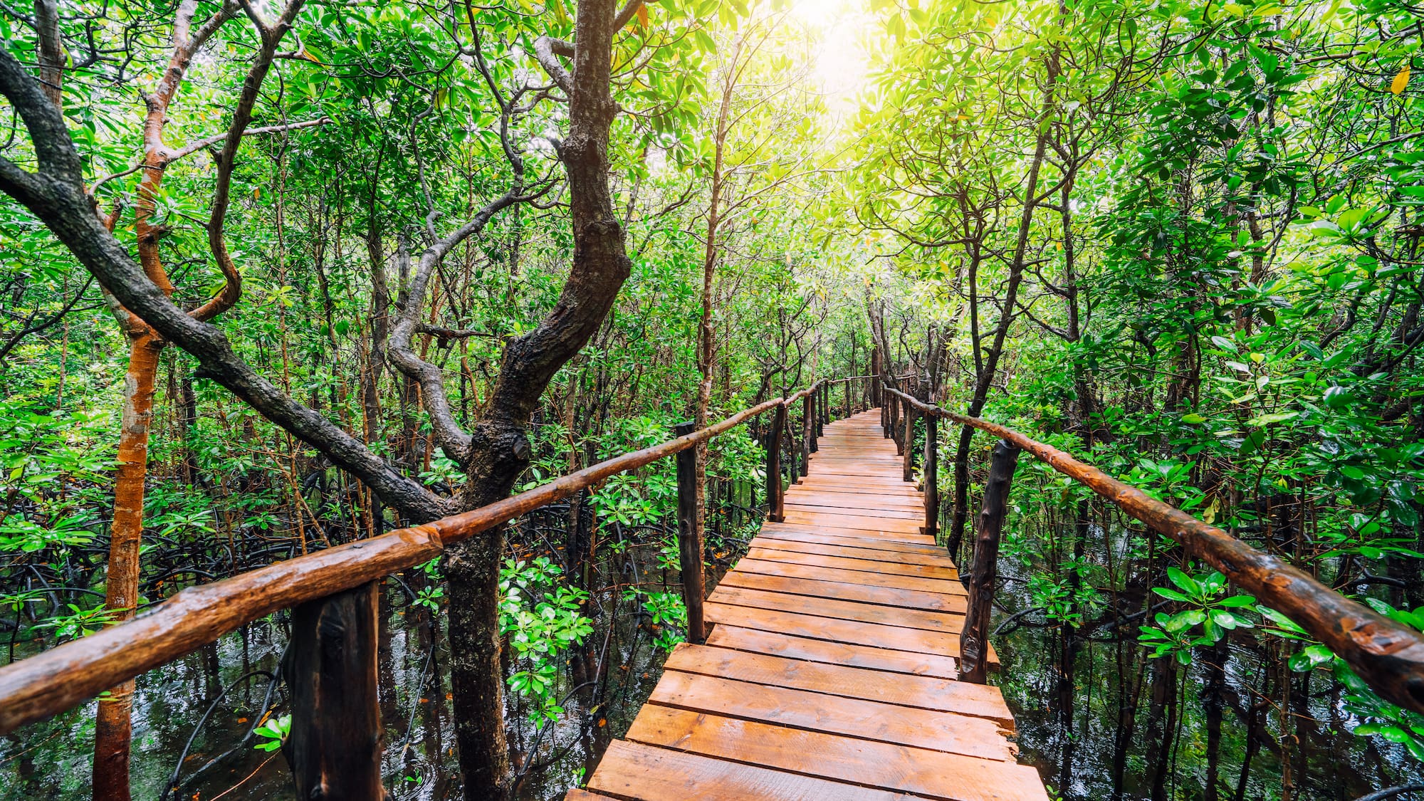a wooden bridge in a forest