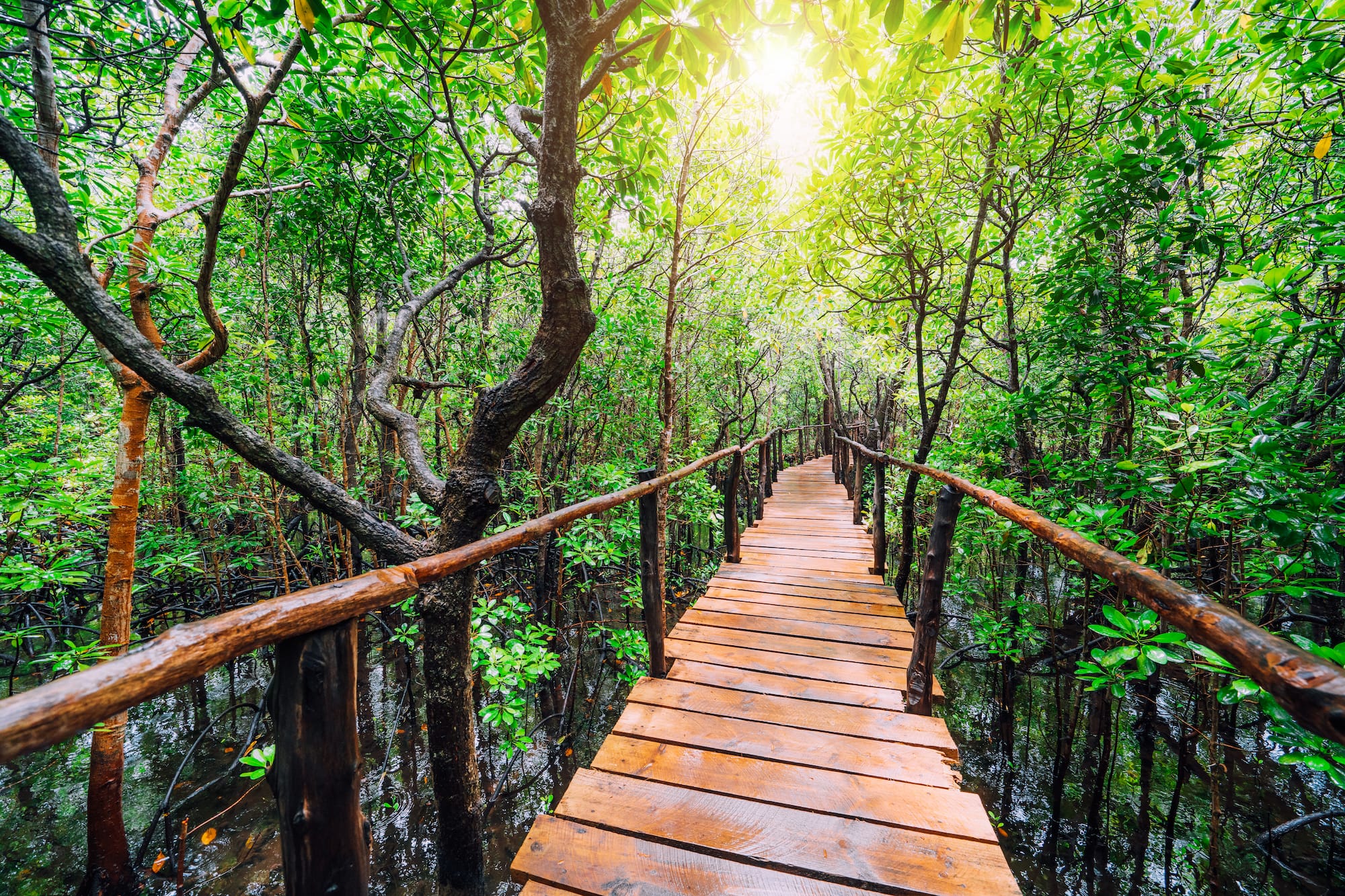 Wooden boardwalk through a sunlit, lush green mangrove forest.