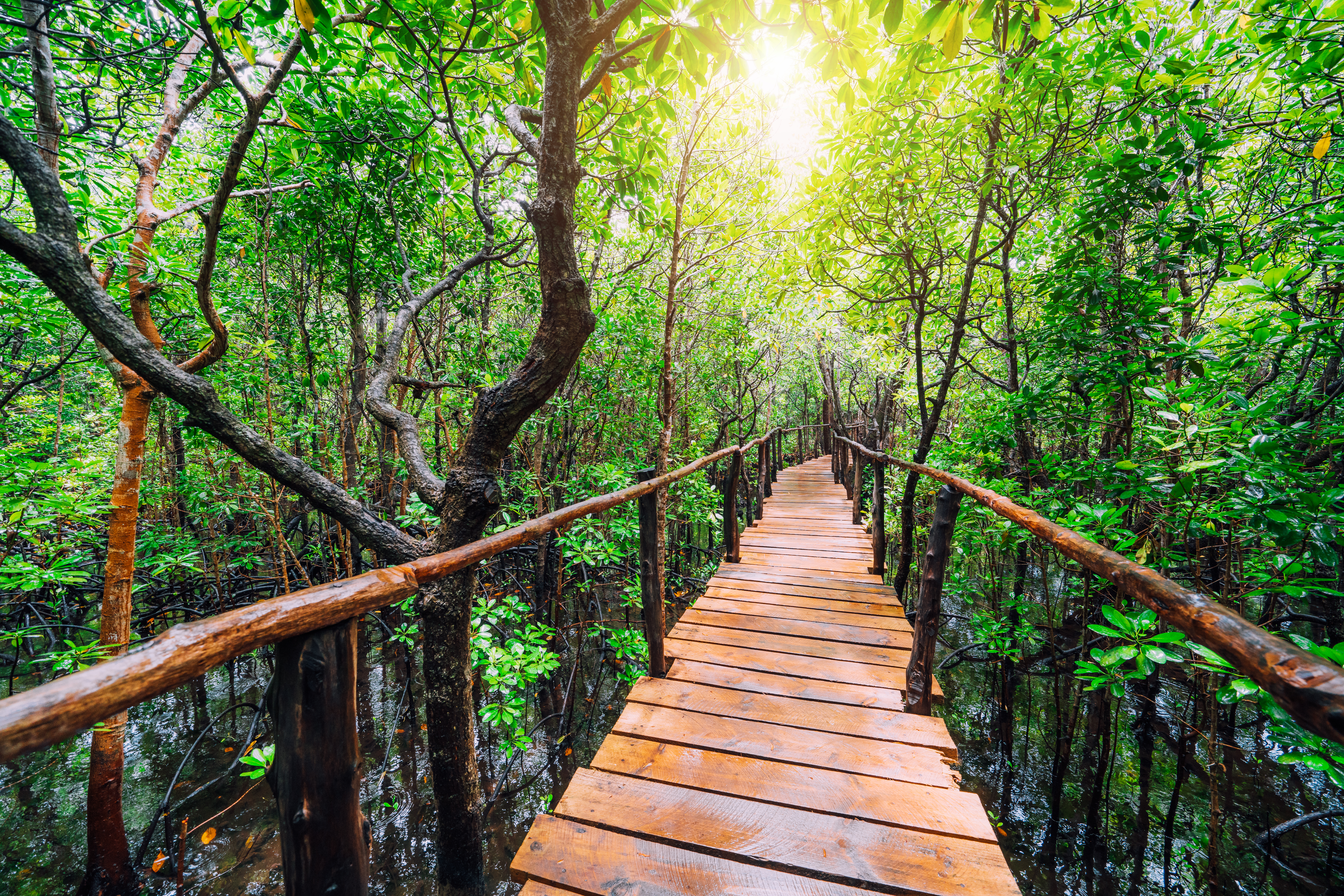 Wooden boardwalk through a sunlit, lush green mangrove forest.