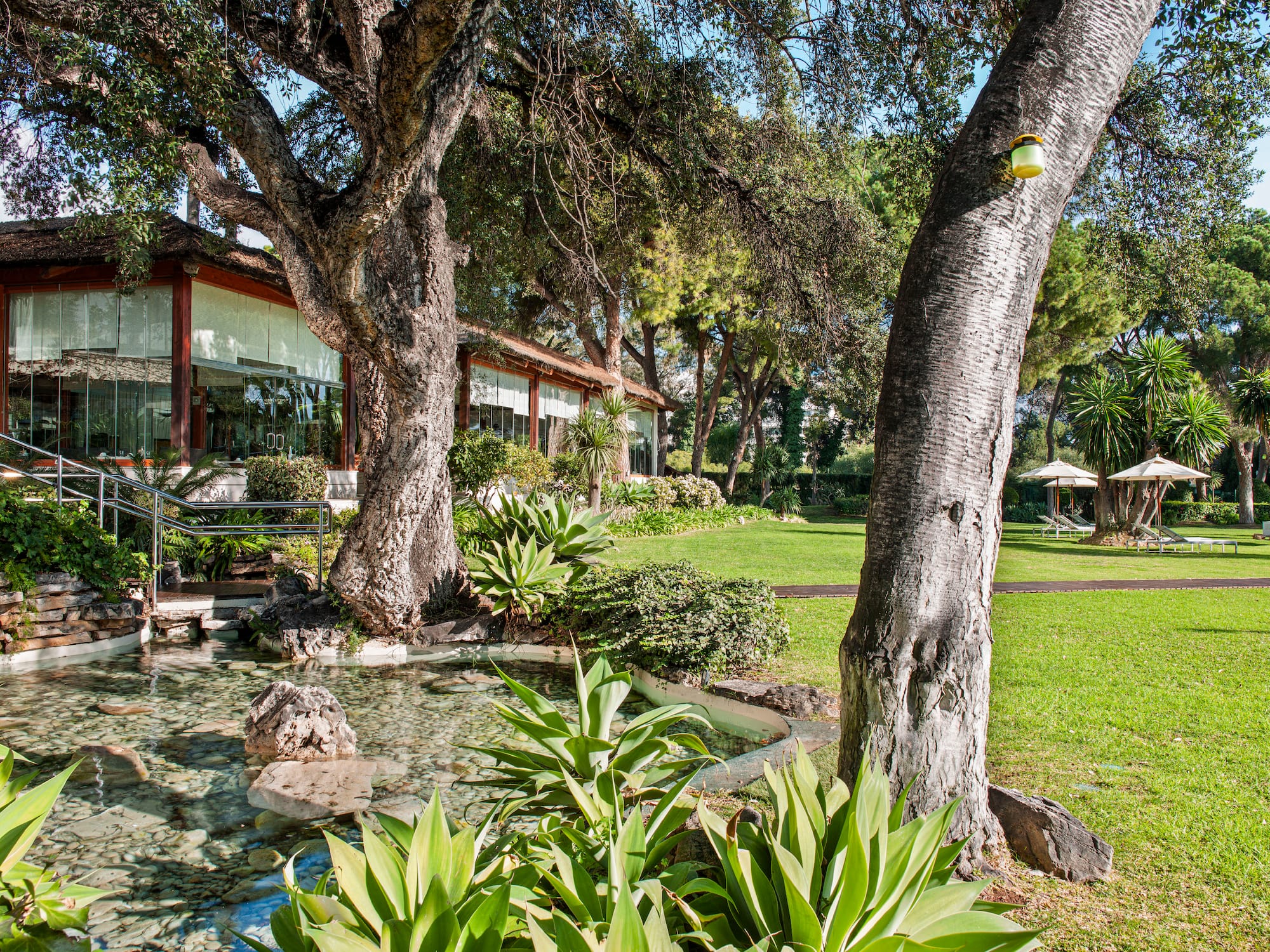 a tree next to a pond