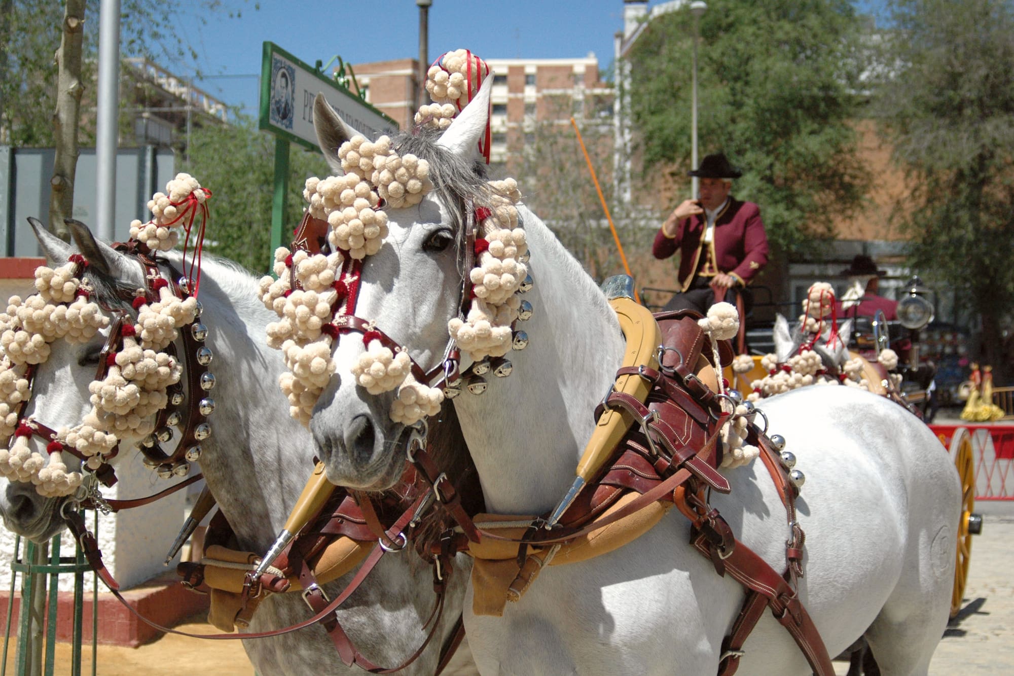 Decorated grey horses with elaborate pompoms, traditional driver in carriage.