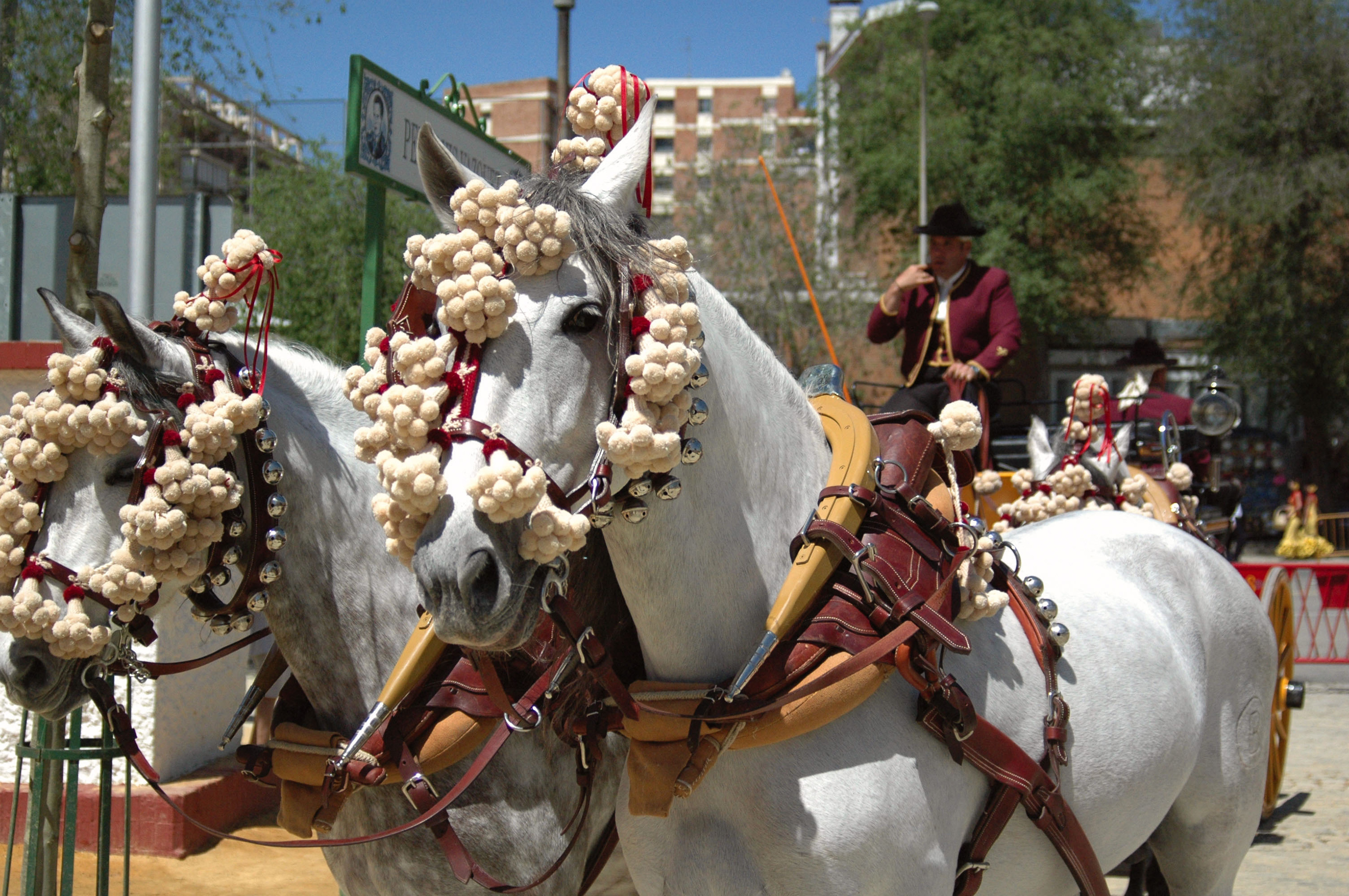 Decorated grey horses with elaborate pompoms, traditional driver in carriage.