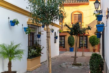 a courtyard with trees and plants in pots
