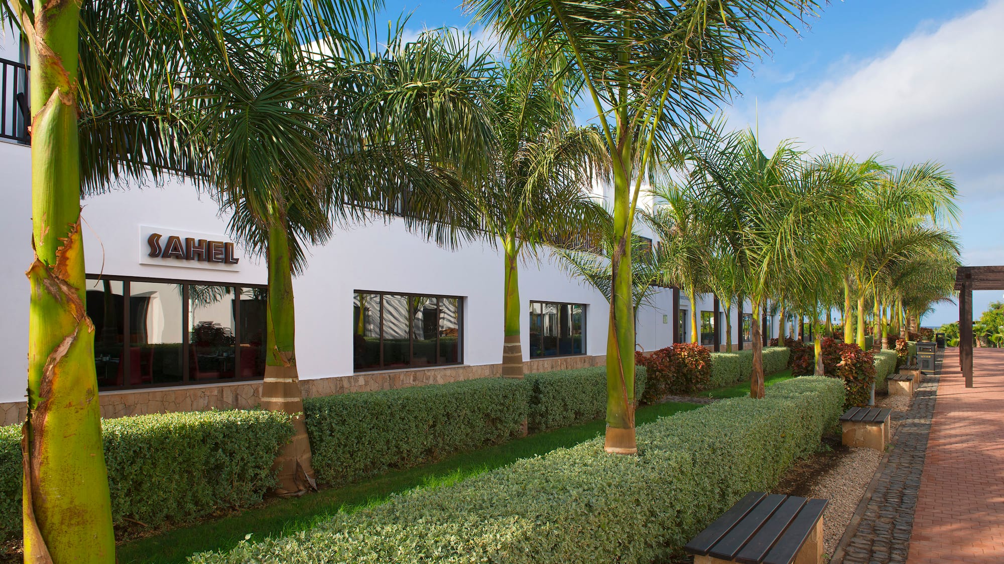 a row of palm trees next to a building
