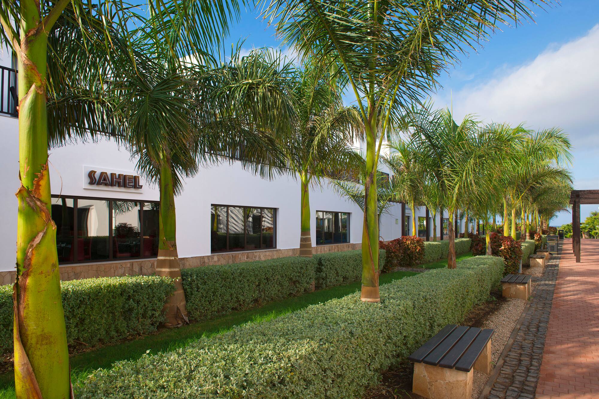 a row of palm trees next to a building