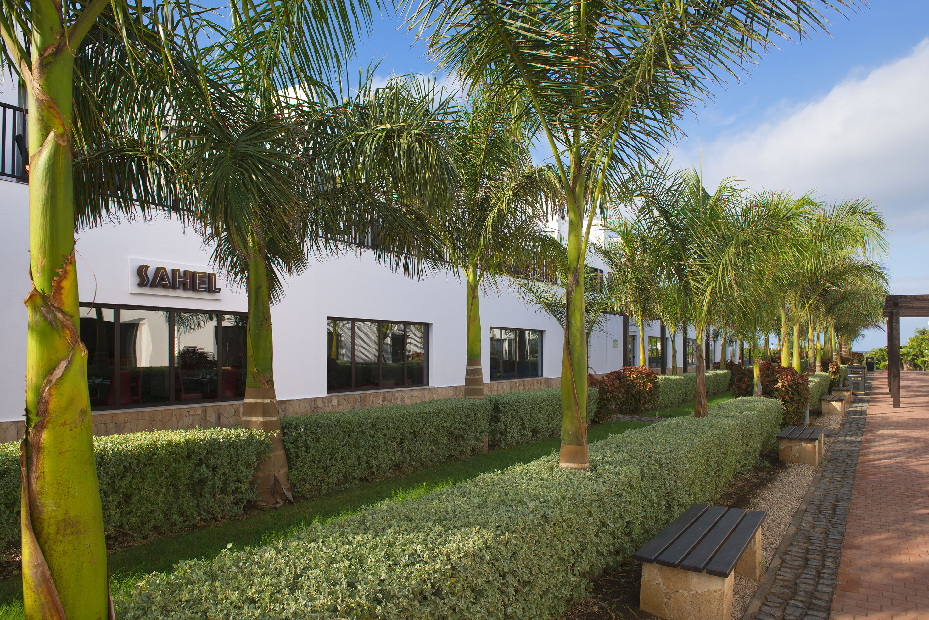 a row of palm trees next to a building