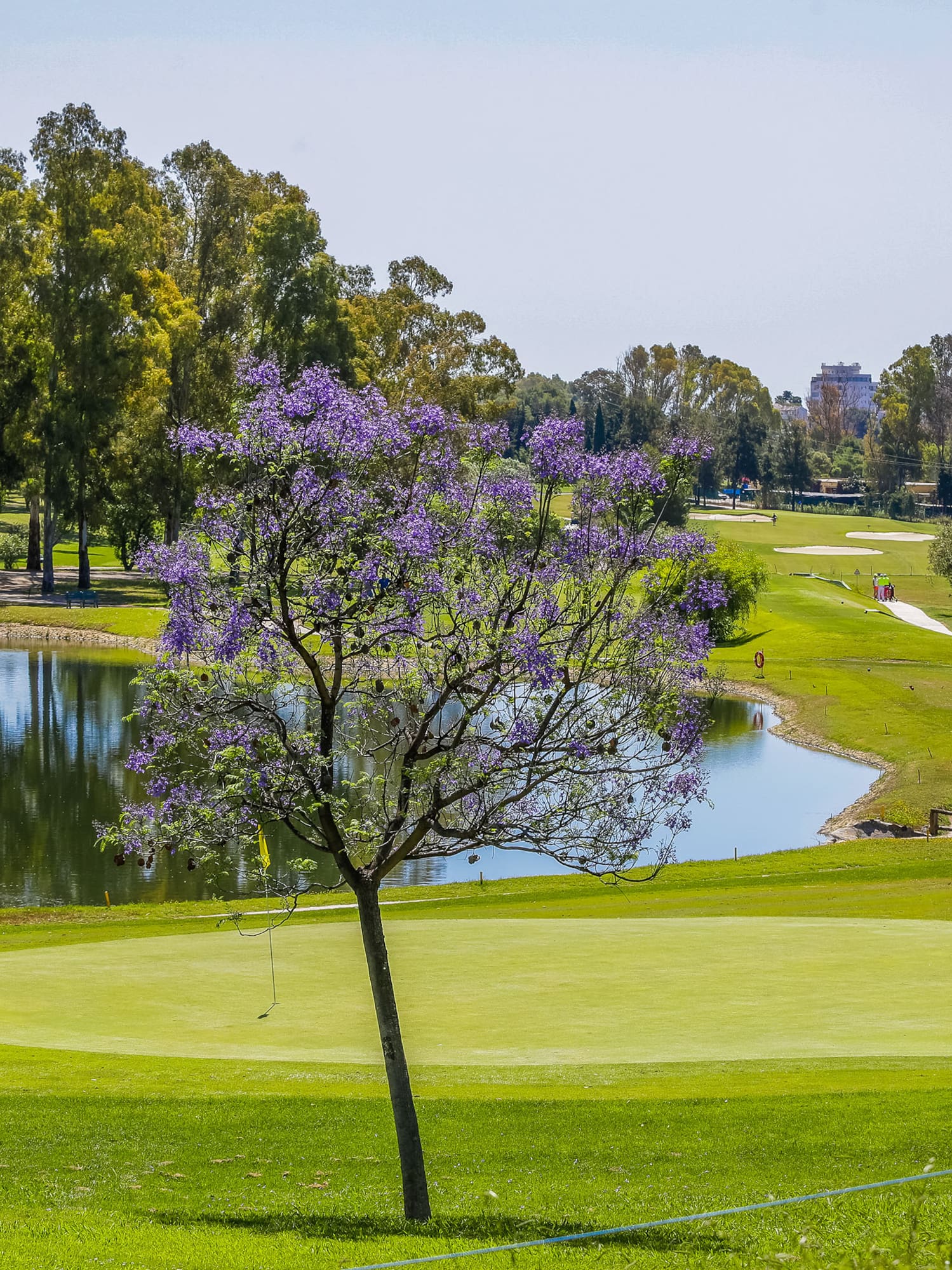 a tree with purple flowers on a golf course