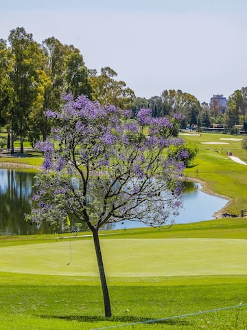a tree with purple flowers on a golf course