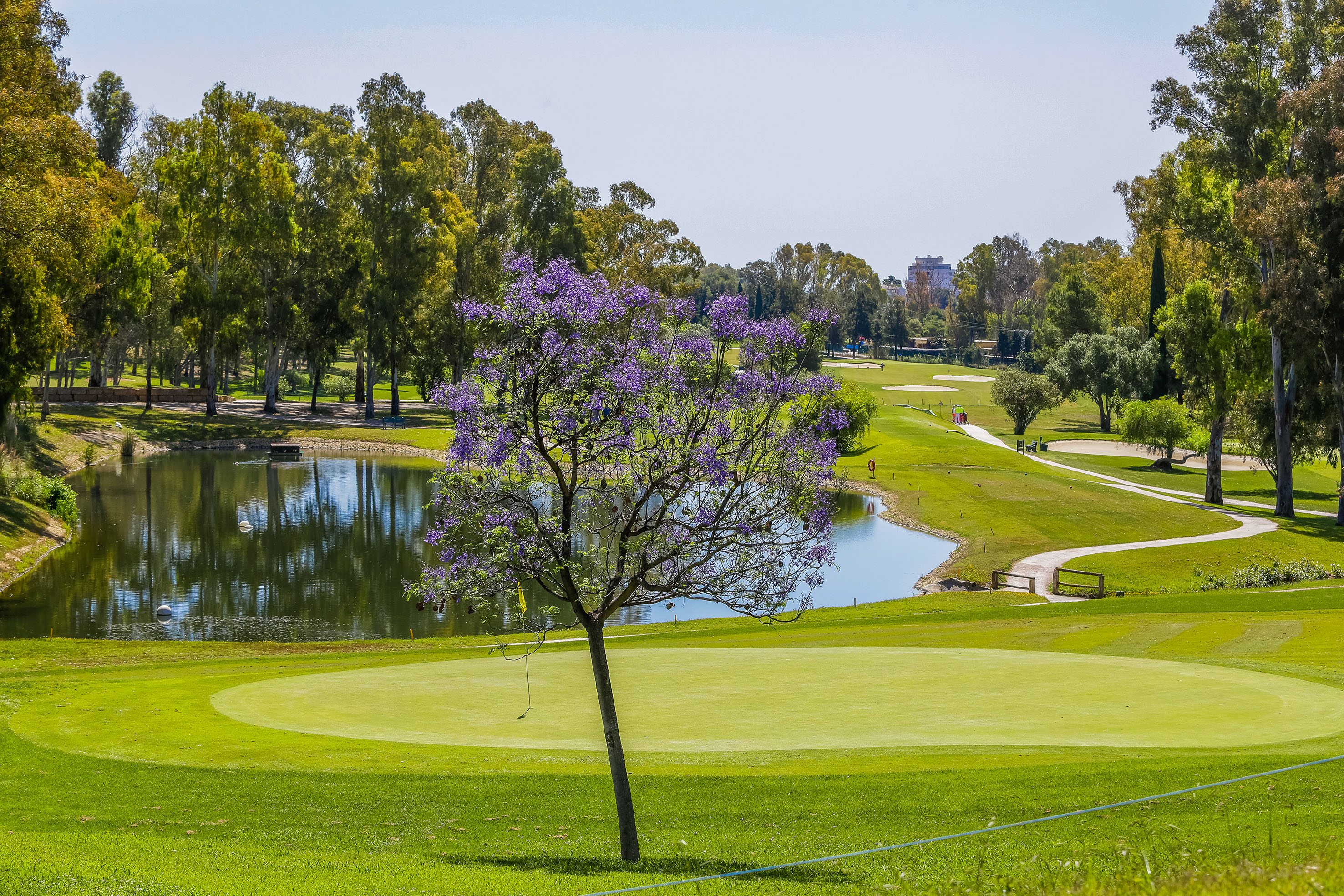 Blooming Jacaranda tree and lake on a vibrant green golf course.